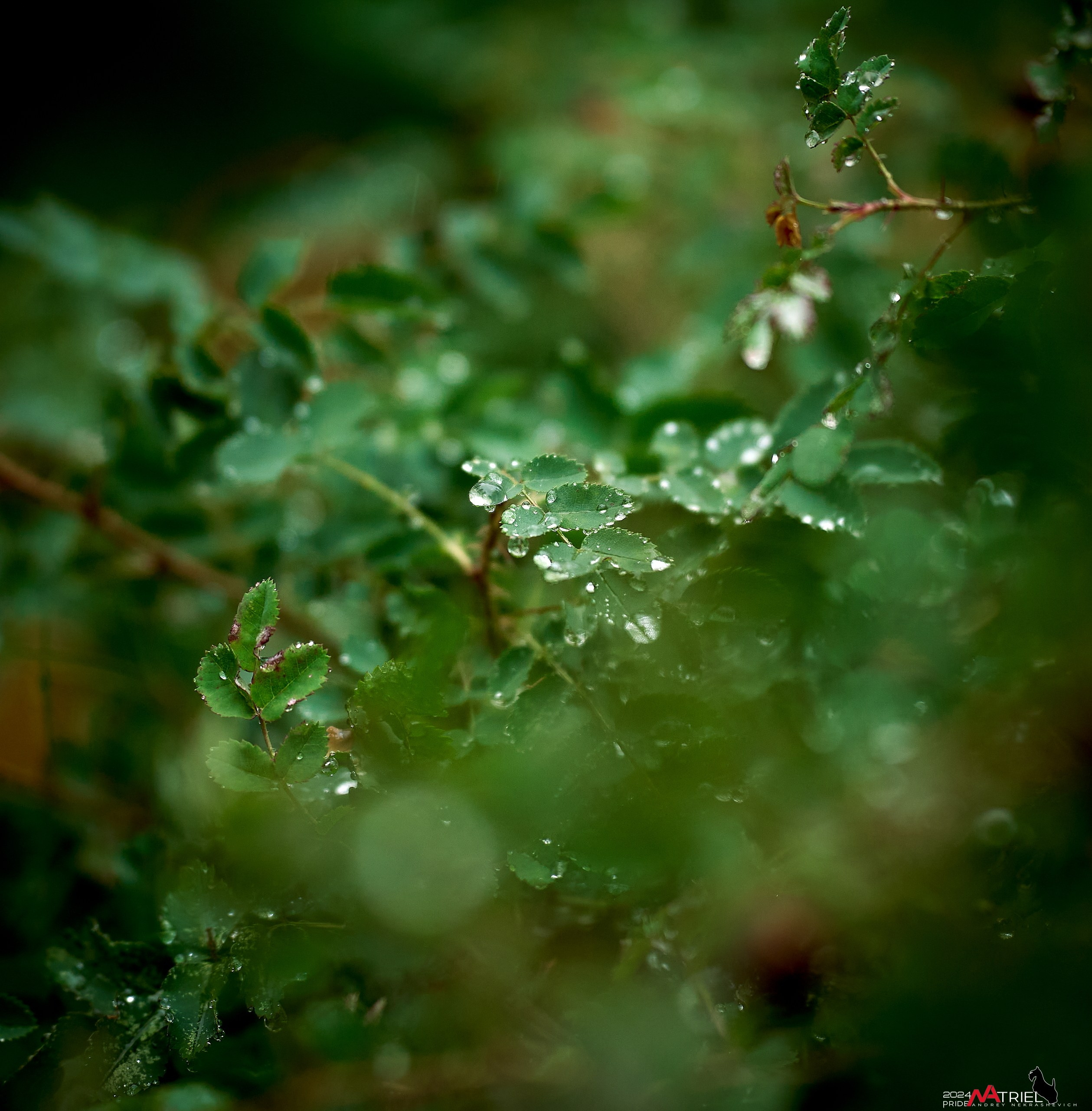 Съемка природы после дождя