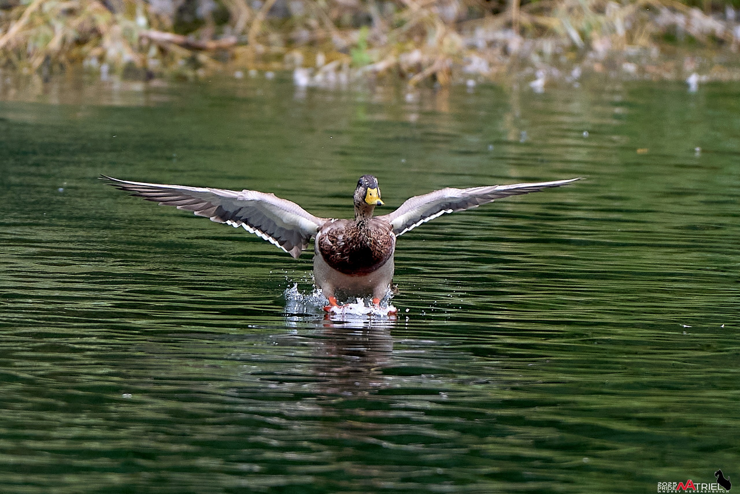 Утки на пруду