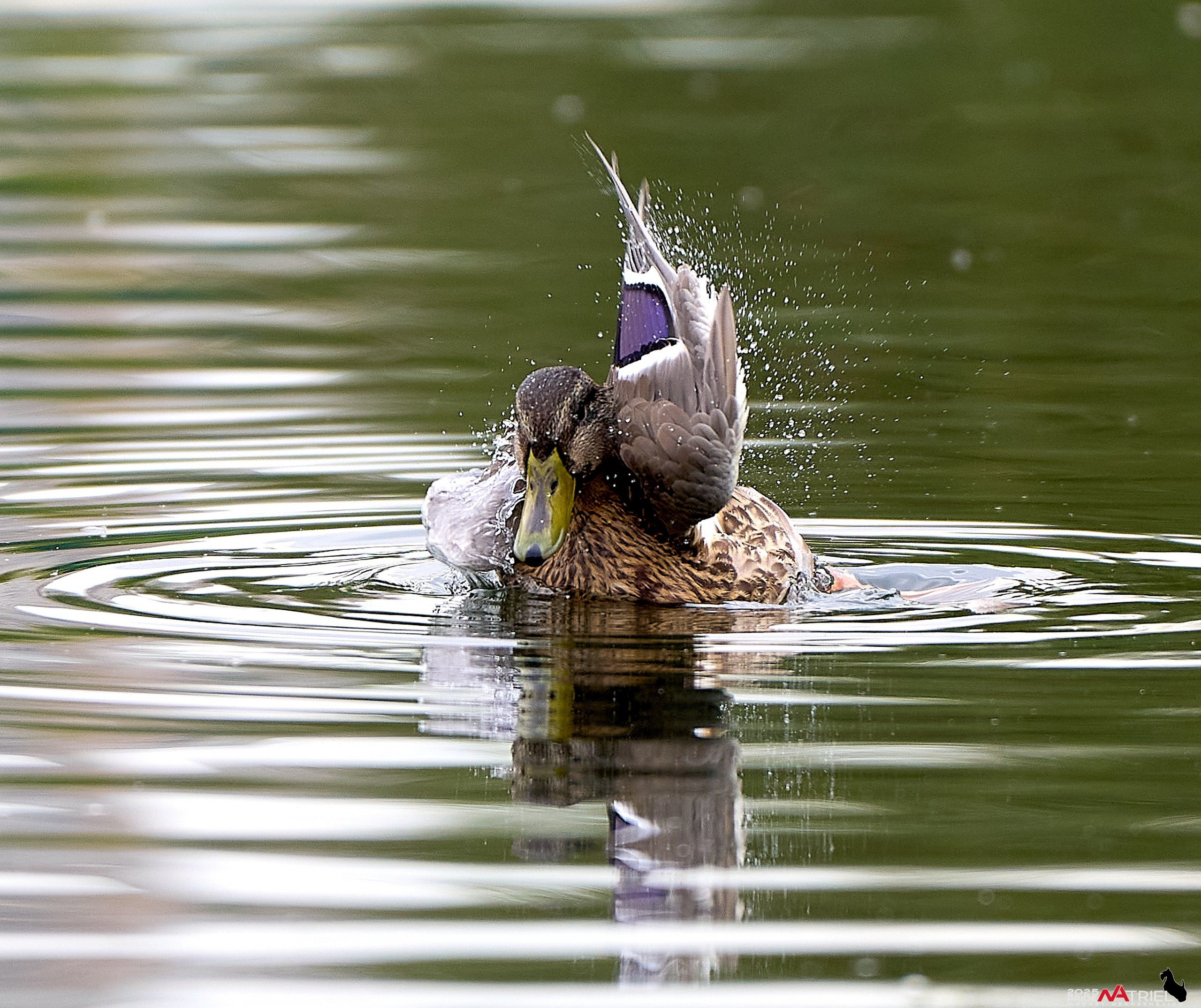 Утки на пруду