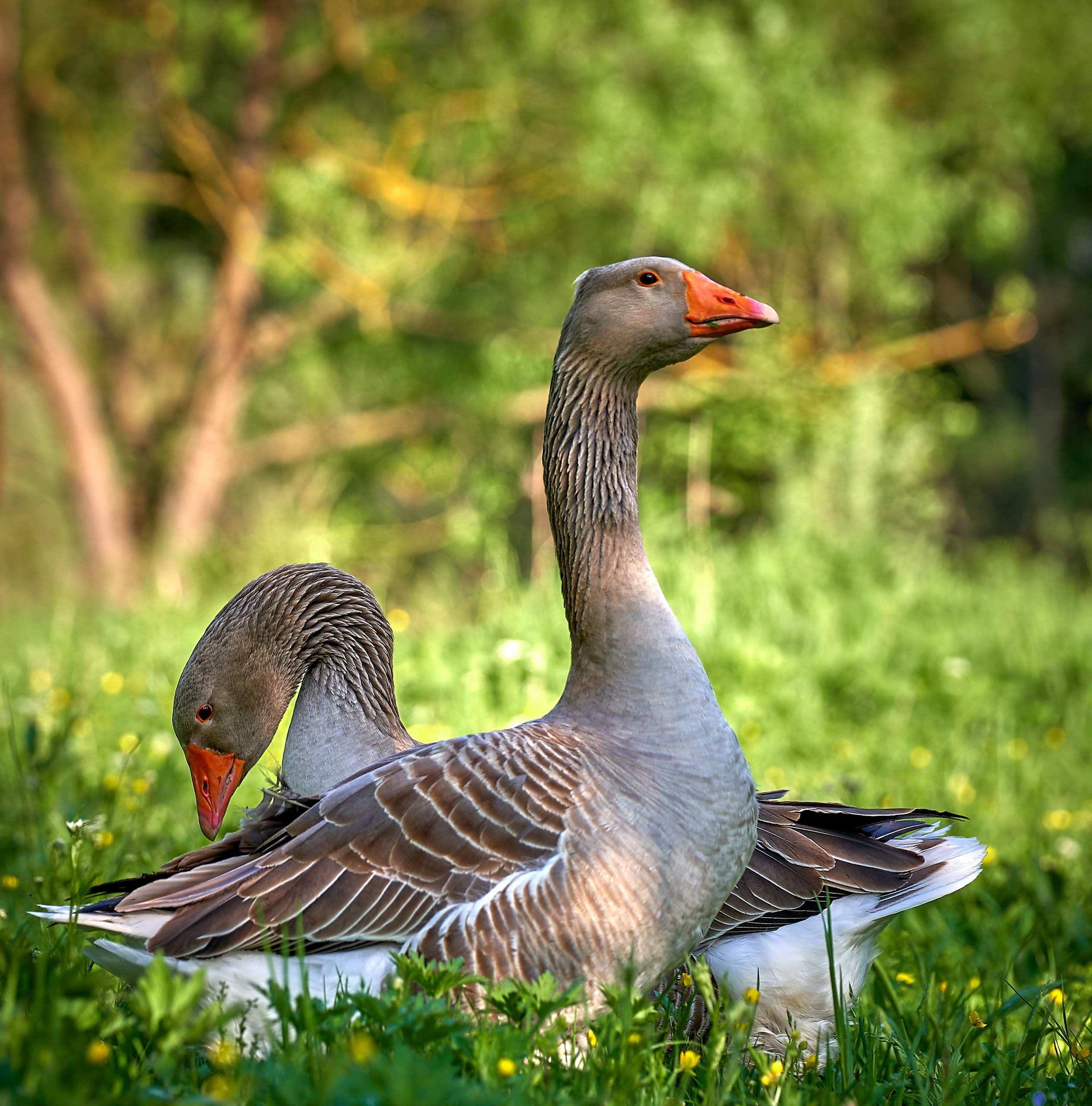 Фото птиц — галерея NATRIEL
