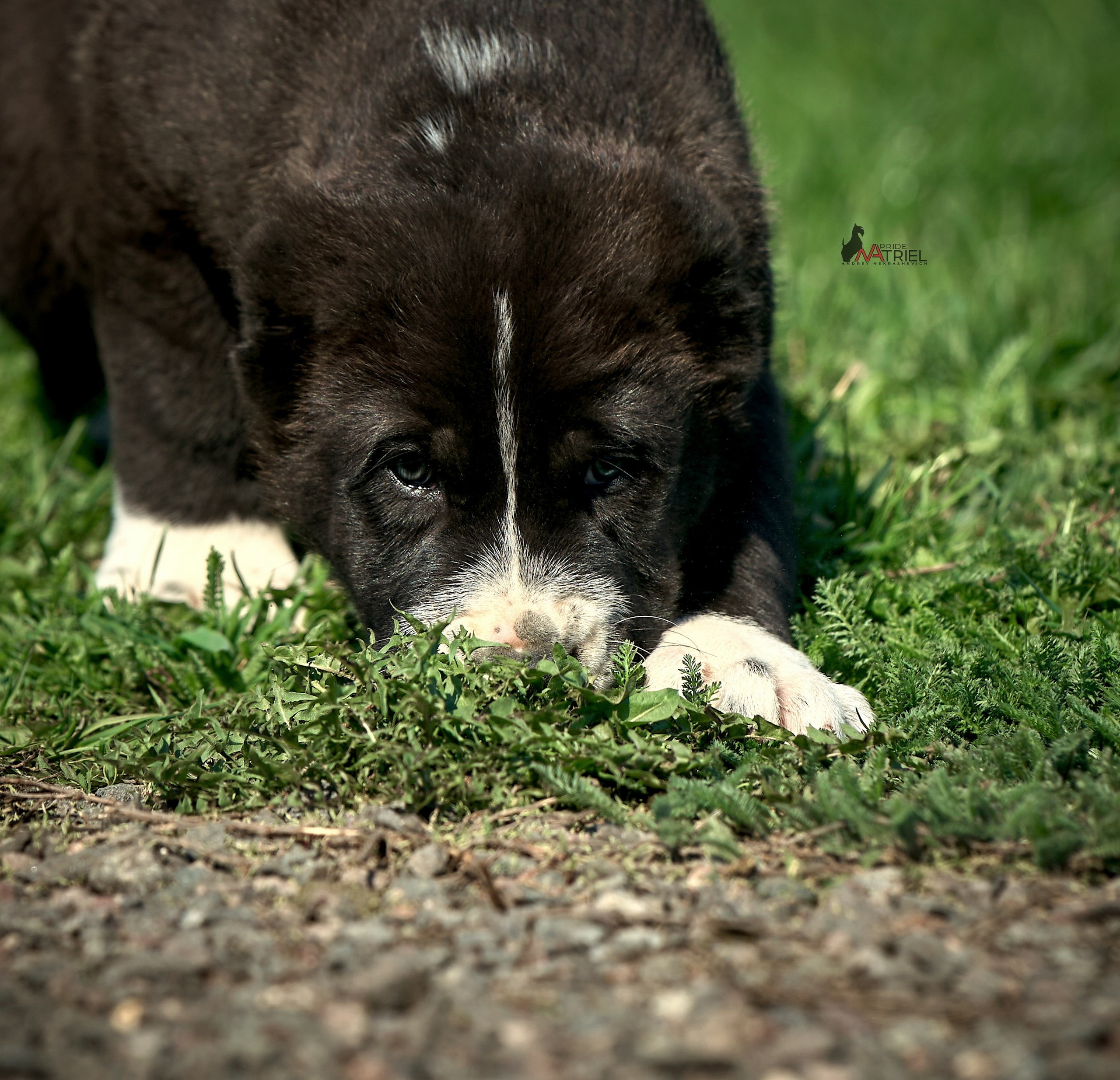 Среднеазиаты — щенки и взрослые