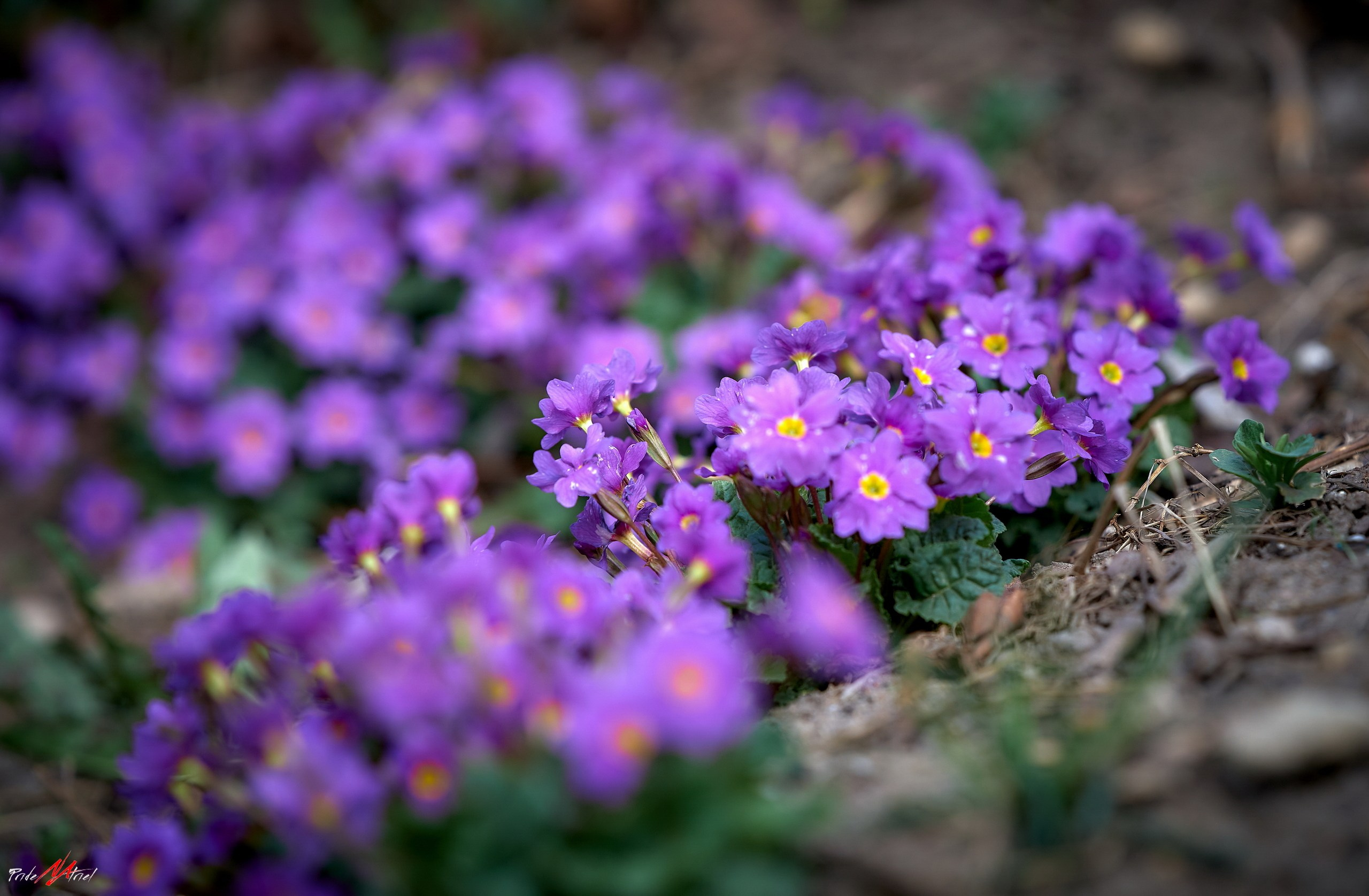 Лютики-цветочки — галерея NATRIEL