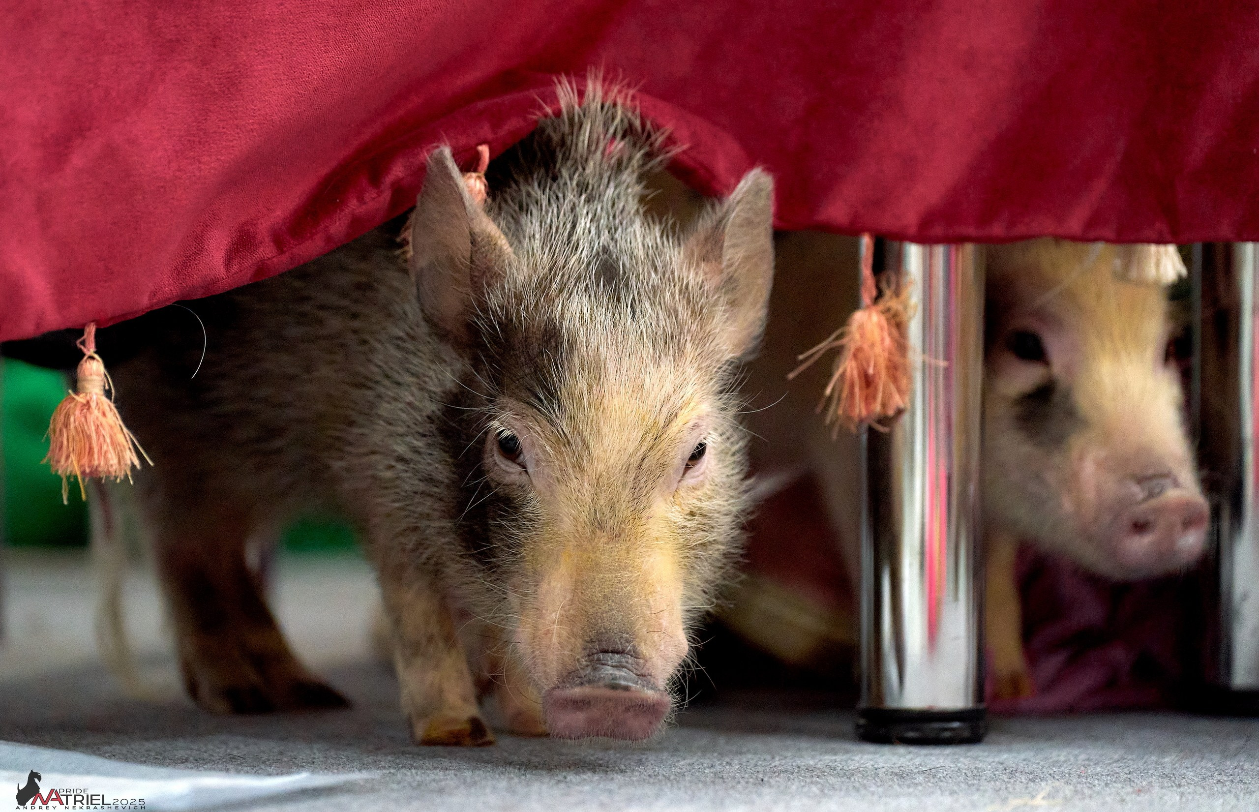 Репортаж с ЗООФЕСТ в Крокусе