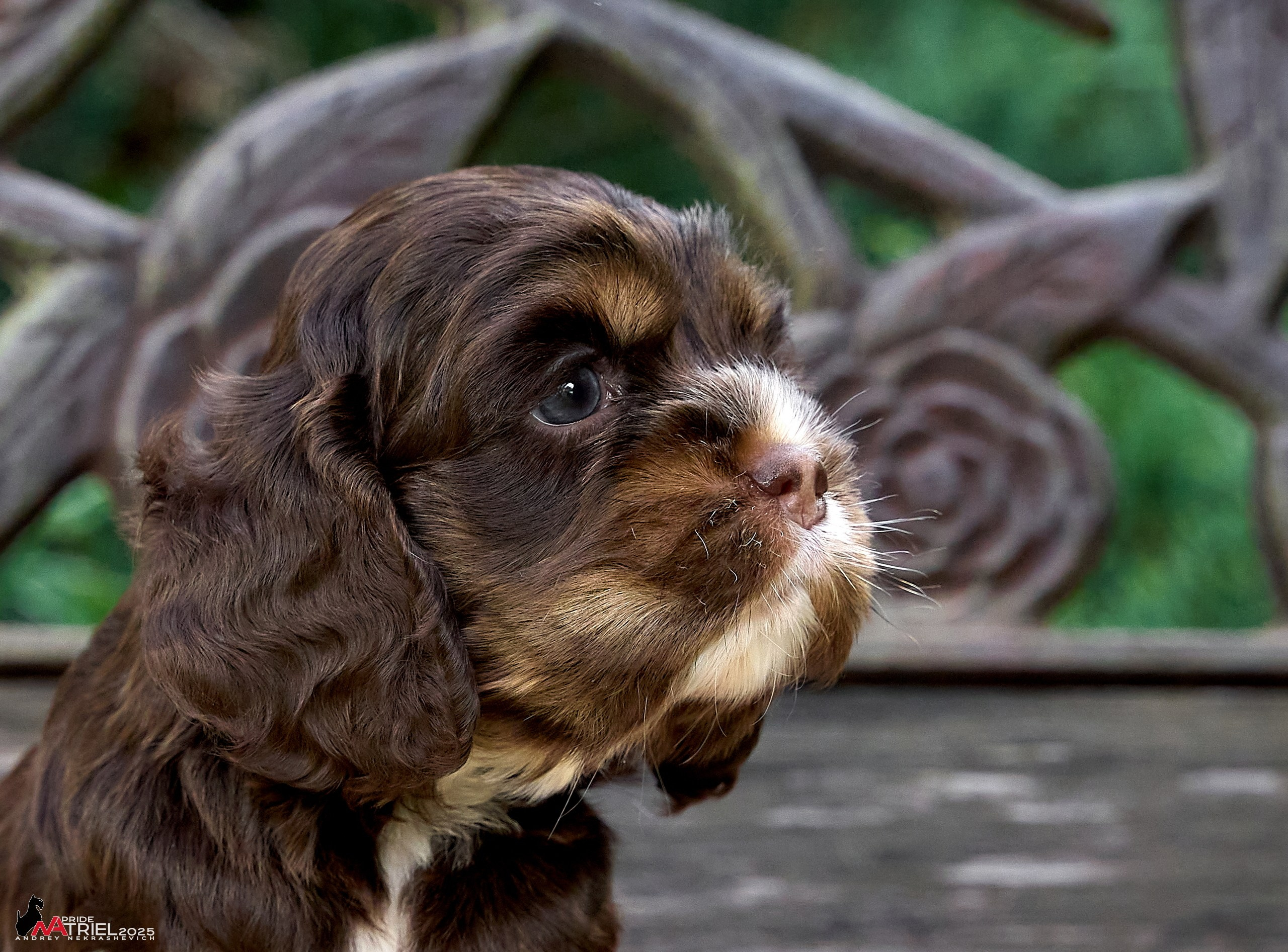 Щенки АмКокеров