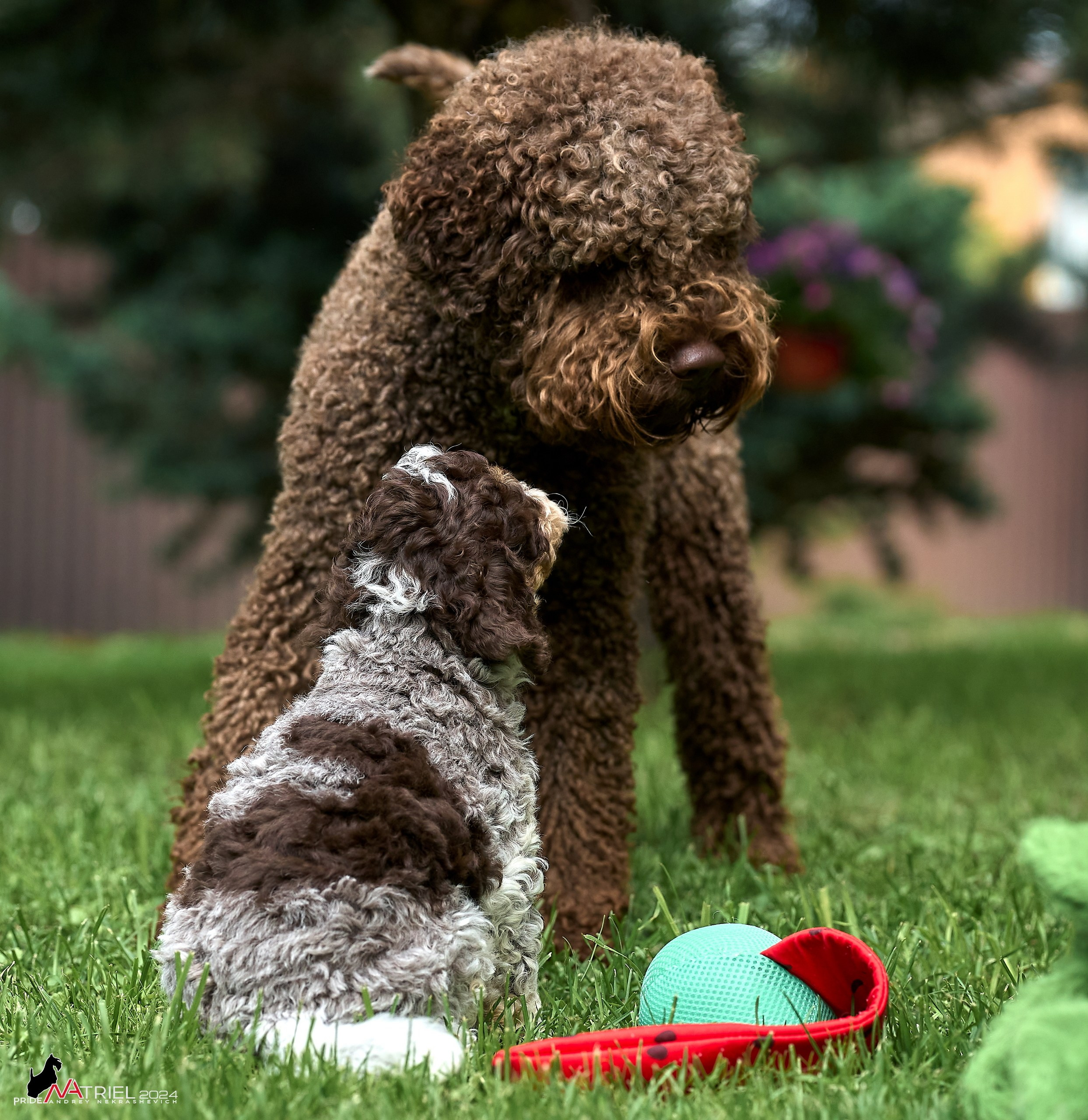 Съемка щенков лаготто