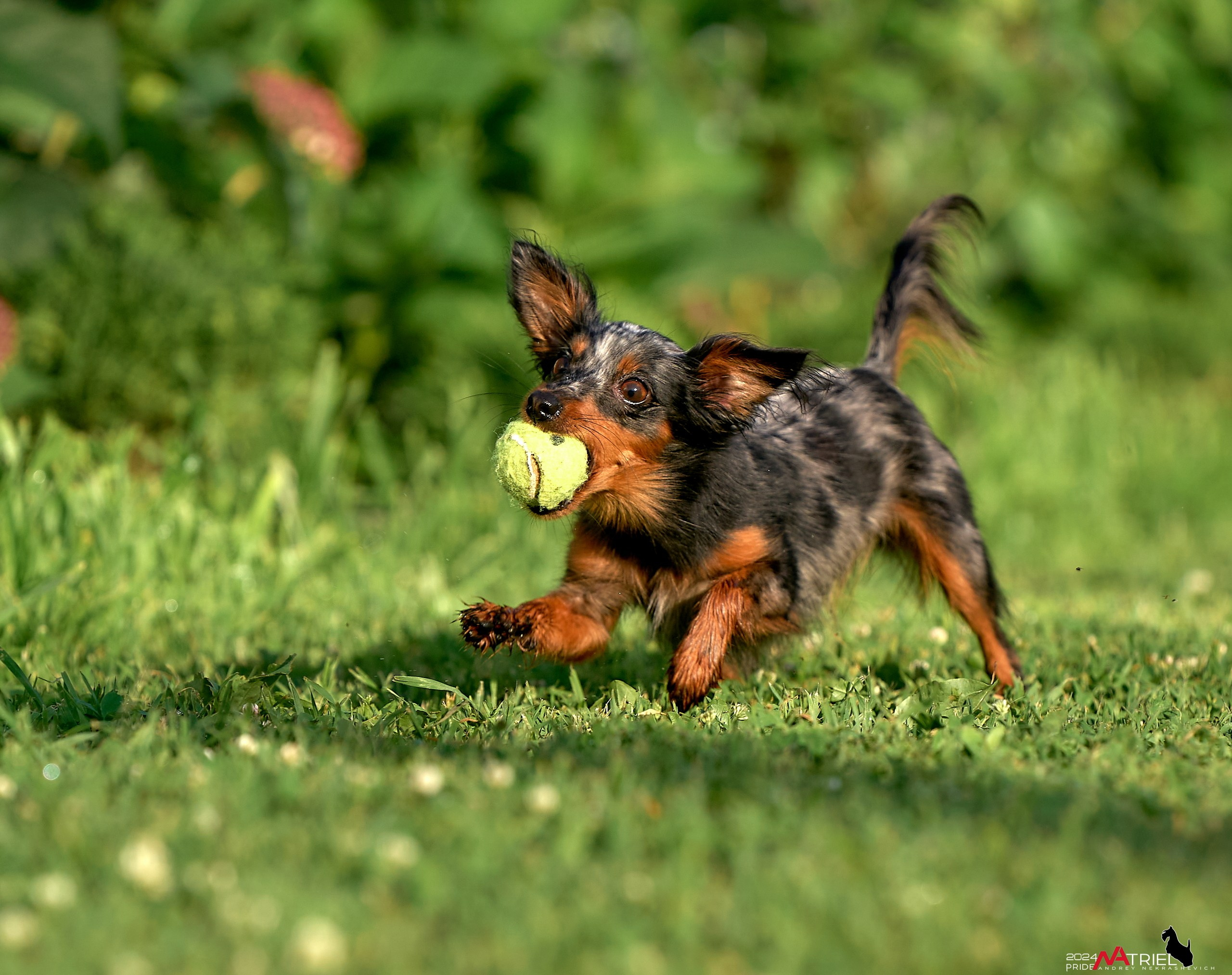 Фотопрогулка с крысариками