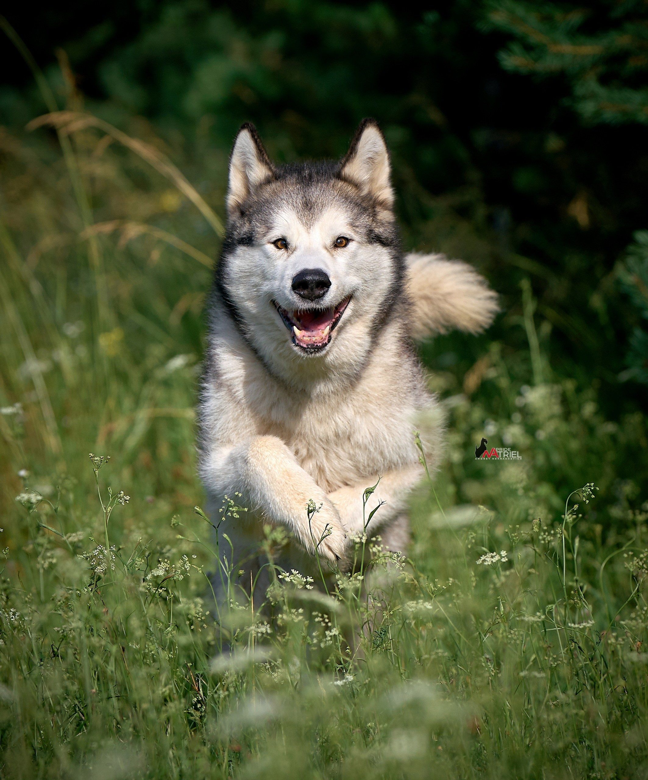 Прогулка в движении — галерея NATRIEL