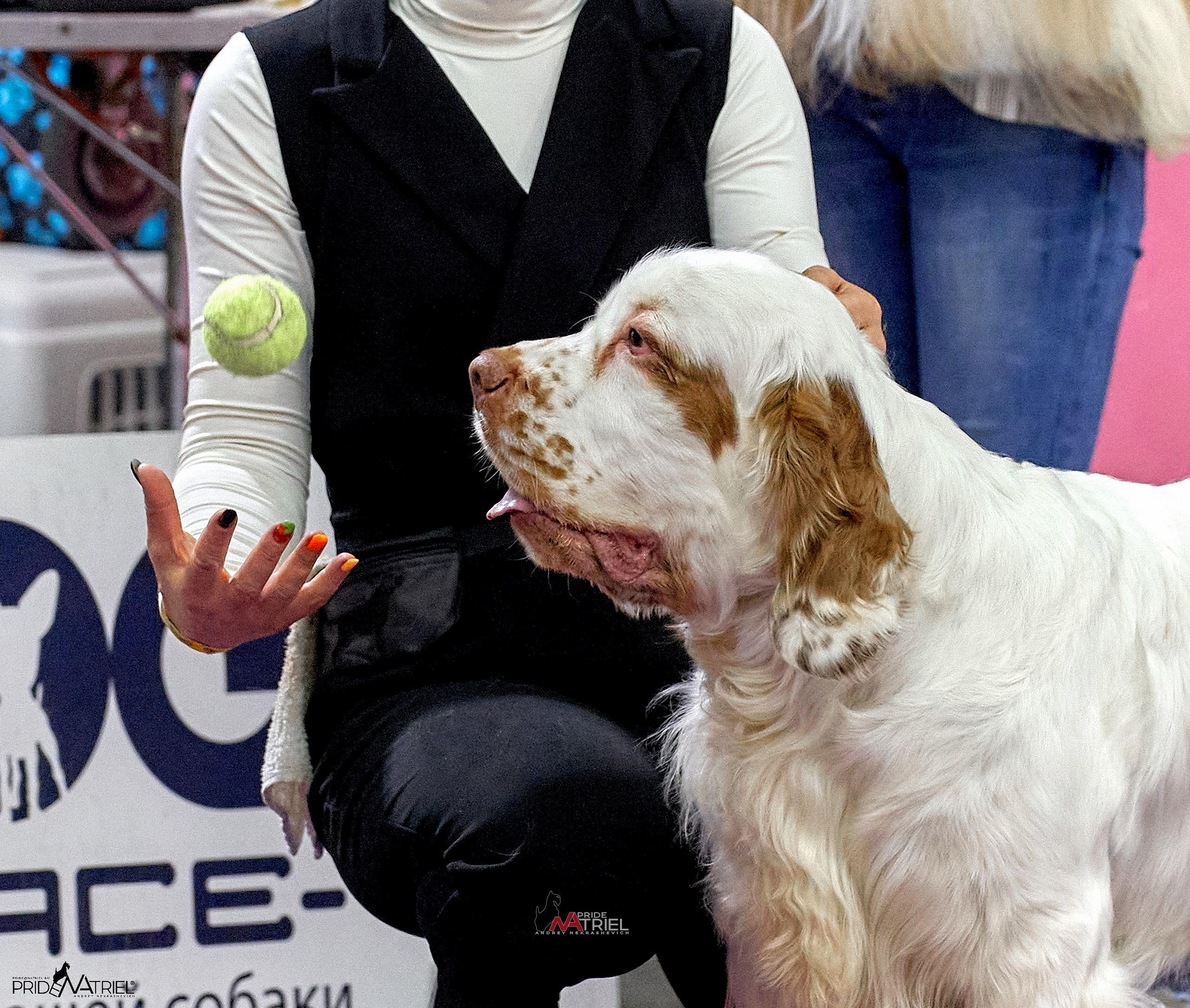 Работа в рингах — галерея NATRIEL