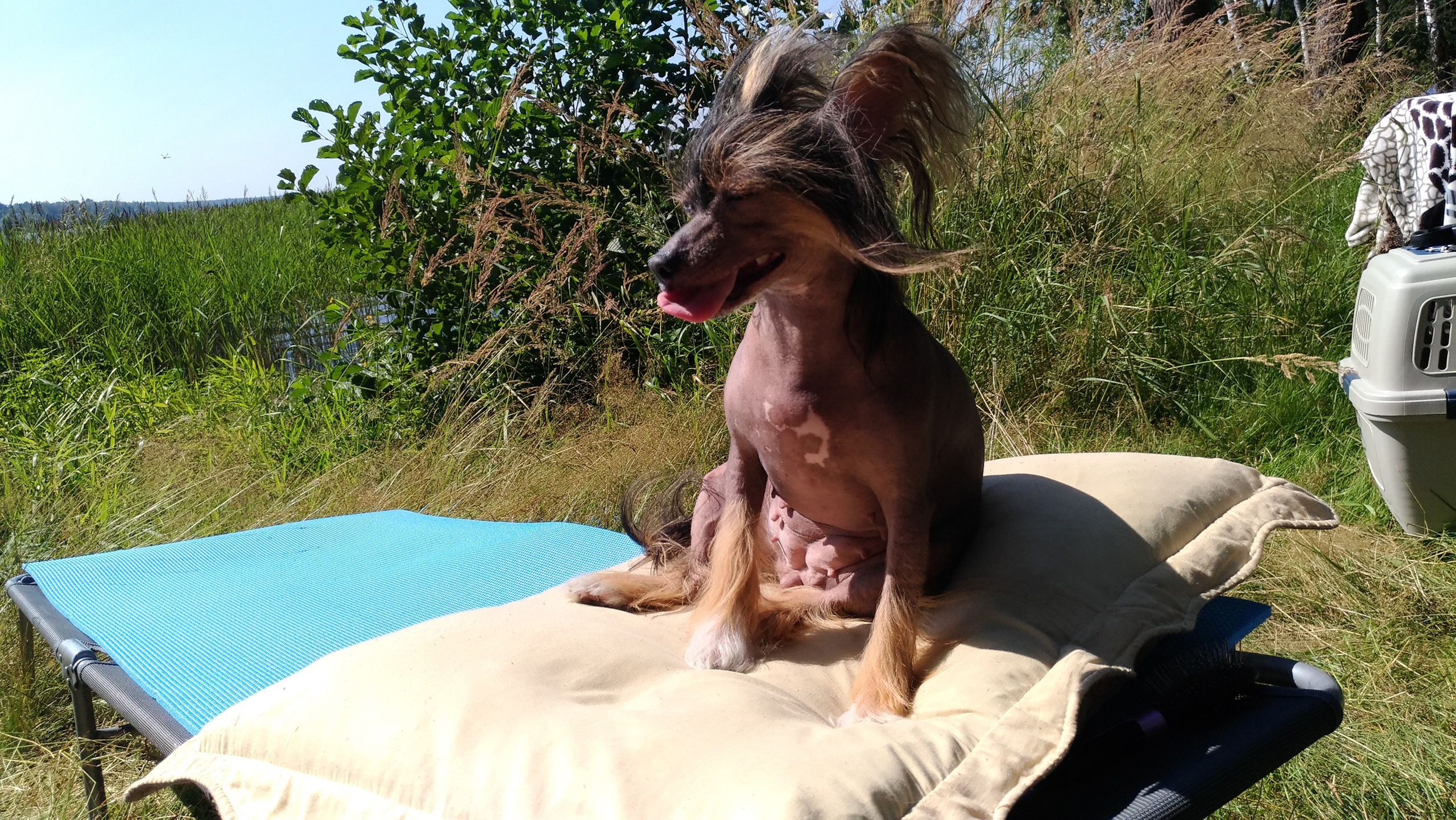 Hike to Konakovo. Poale Ell Chinese Crested Dog Kennel: Buy a puppy from the kennel