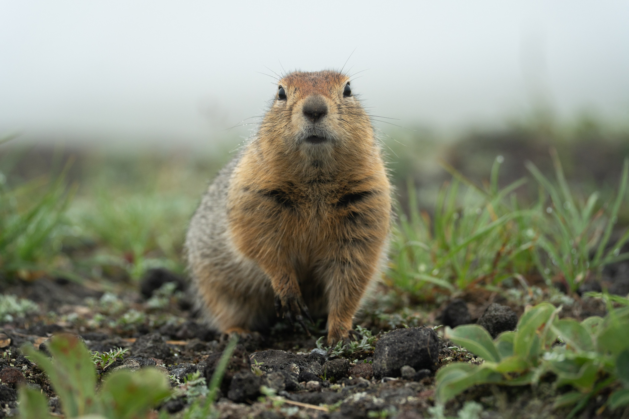 Анималистика. Gusarov Travel Photography