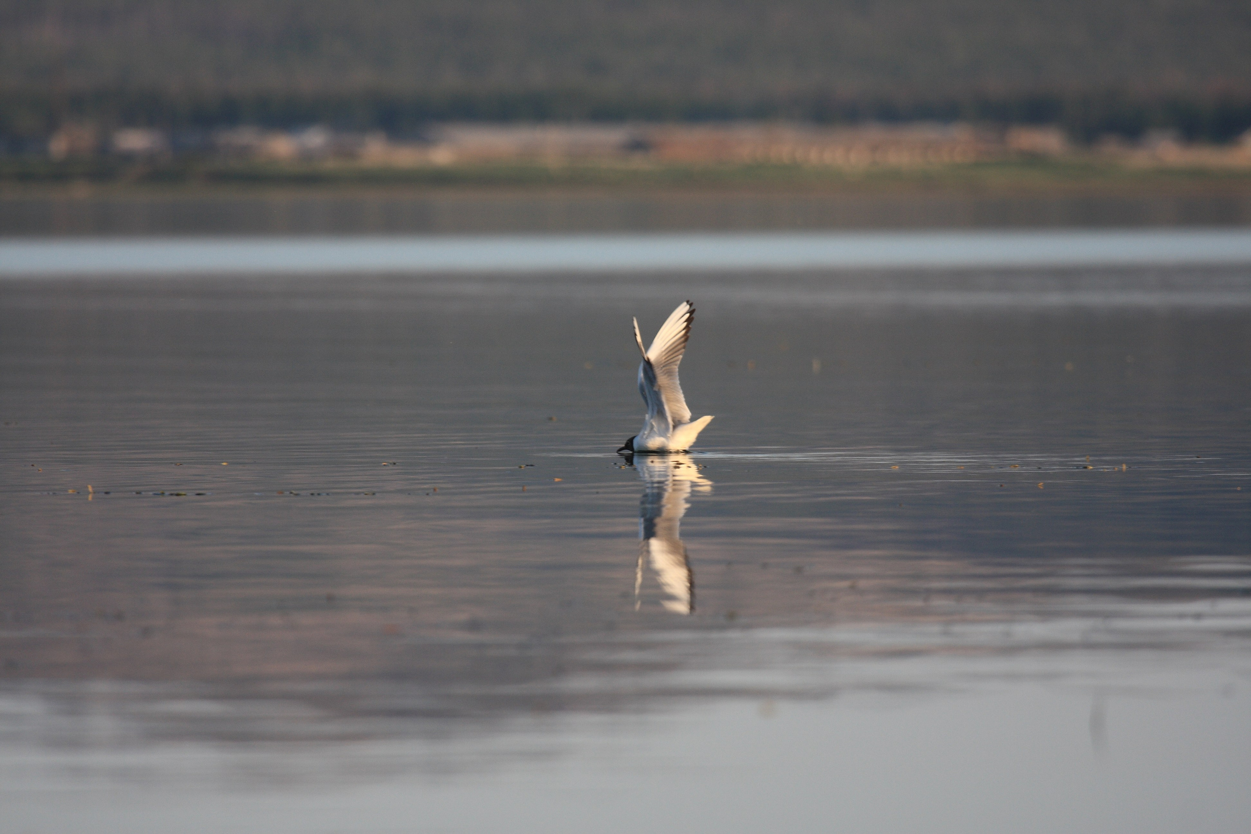 Фото Природы Забайкалья. Студия Максима Белослюдцева