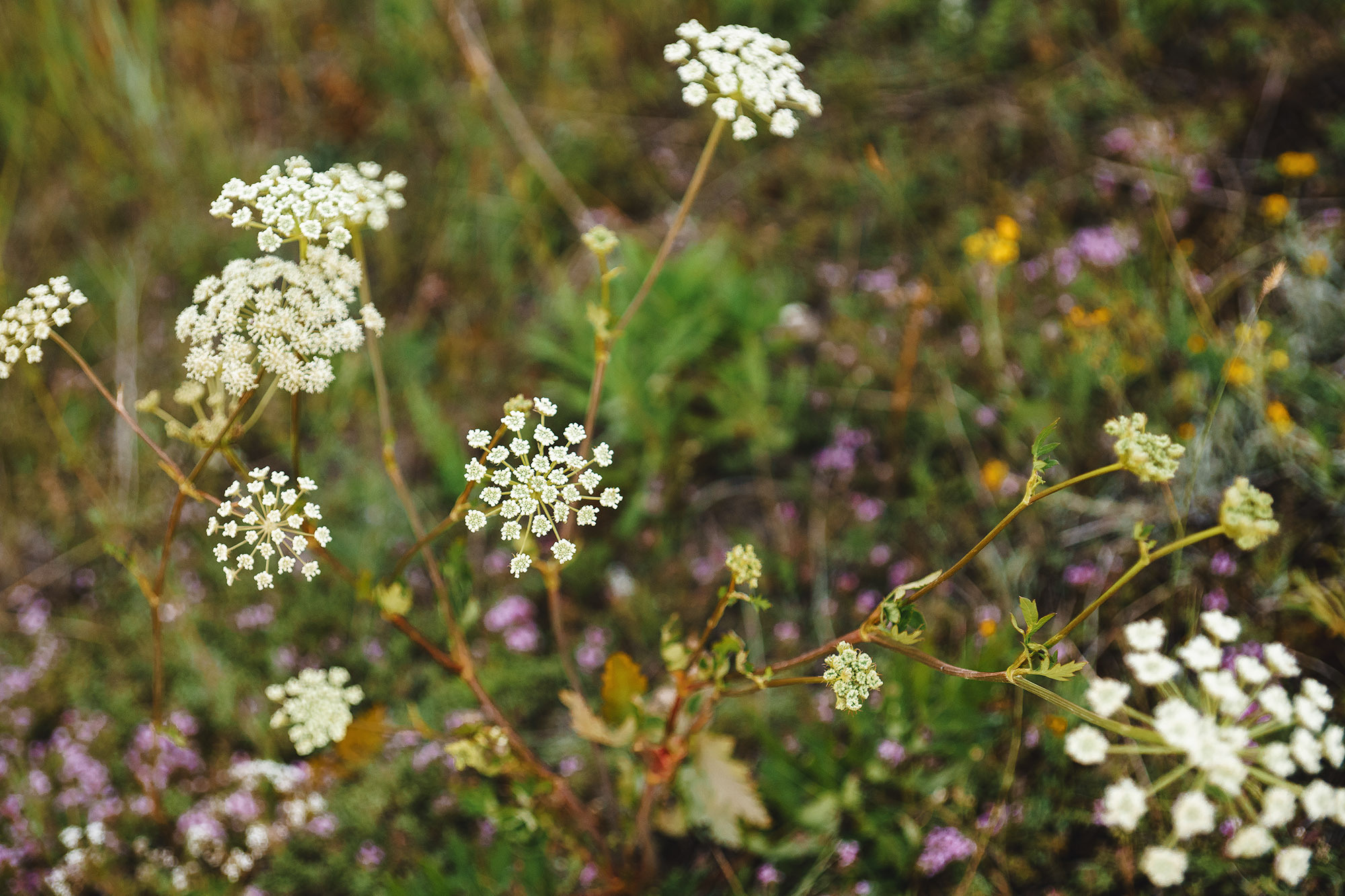 Антон и Анастасия. Свадебный фотограф Воронеж Марина Грудинина