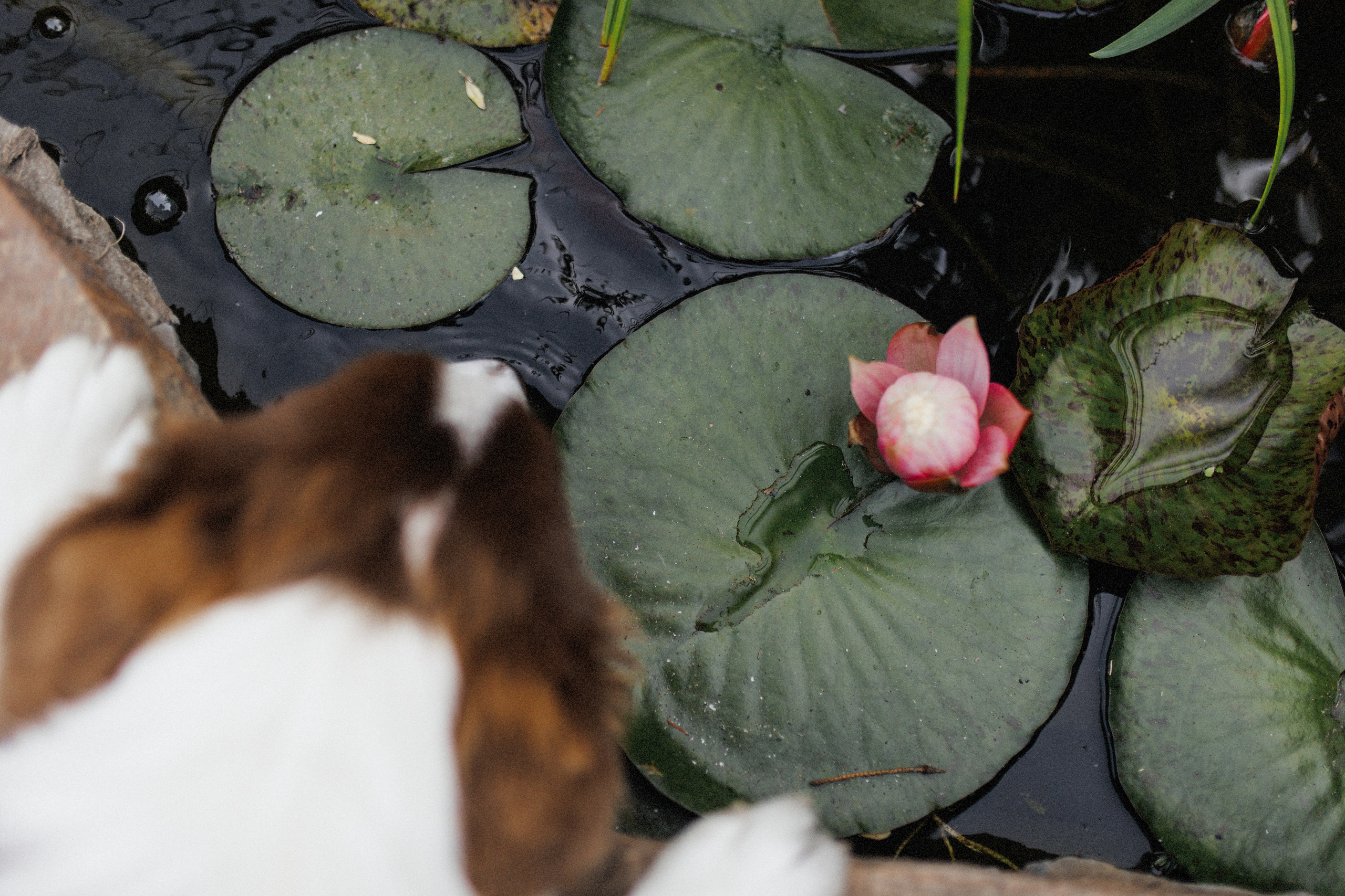 Алиса и Андрей. Катя Завьялова