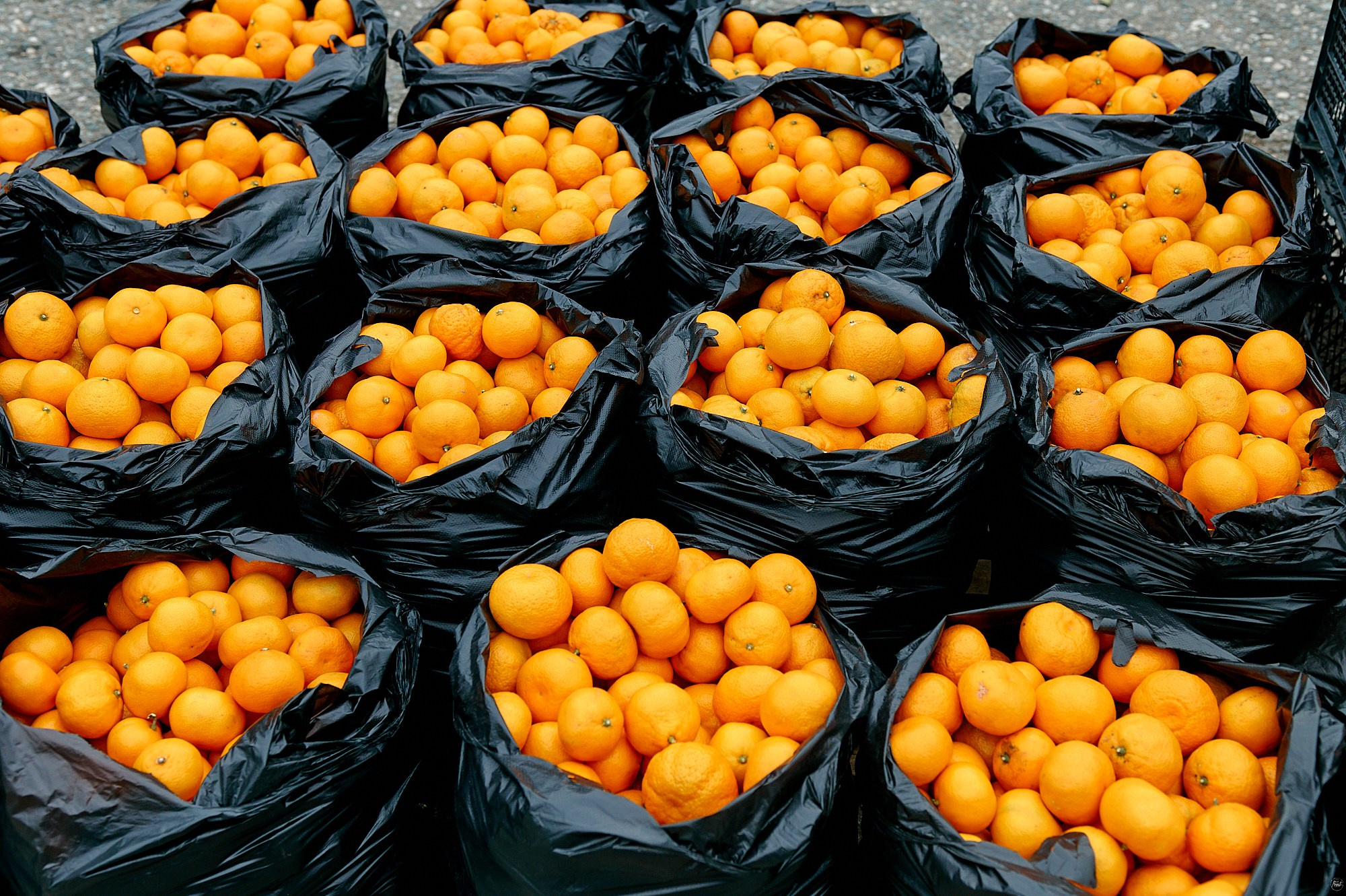 Гагра, Абхазия. Декабрь 2024. Фотографии отовсюду и обо всем