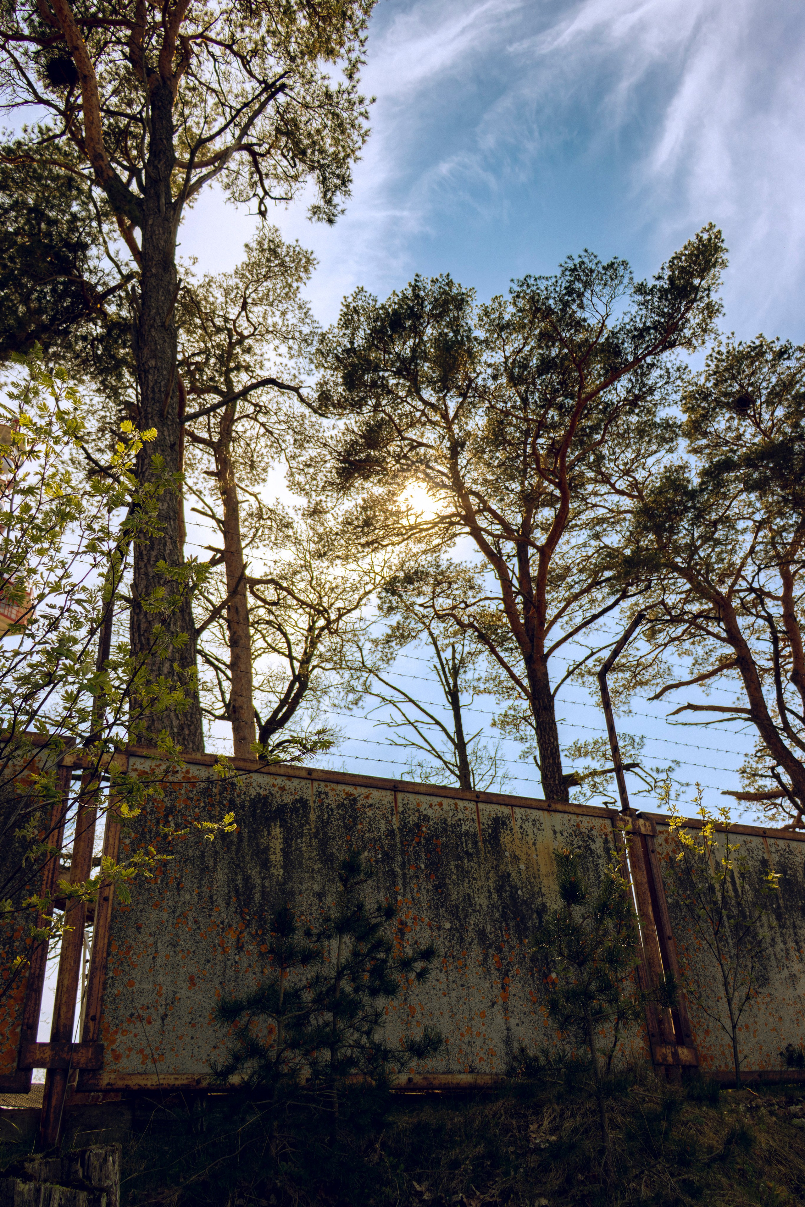 Из наблюдений. Плак или Квак