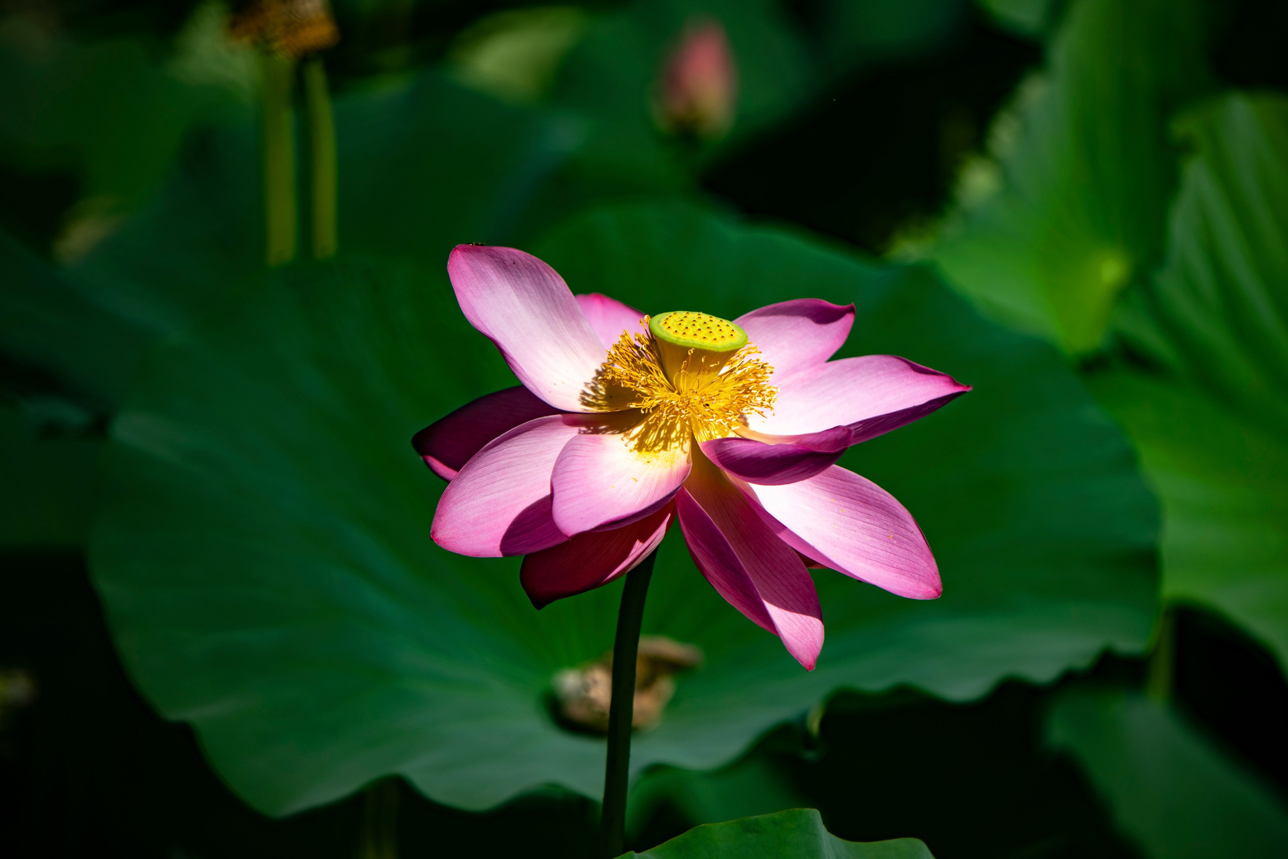 Природа Хабаровского края. Команда фотографов Кристины Ивановой