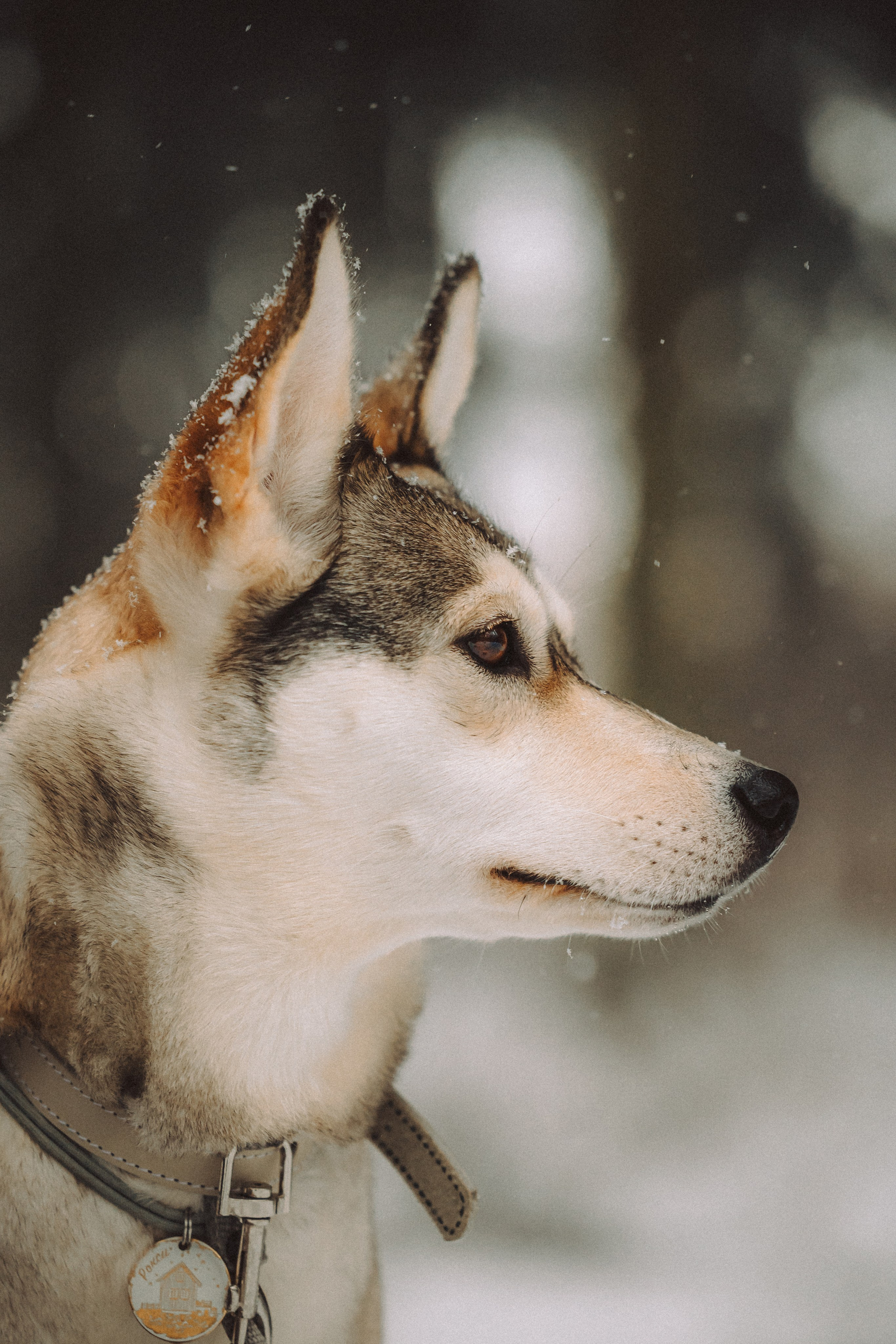 Аня и Рокси