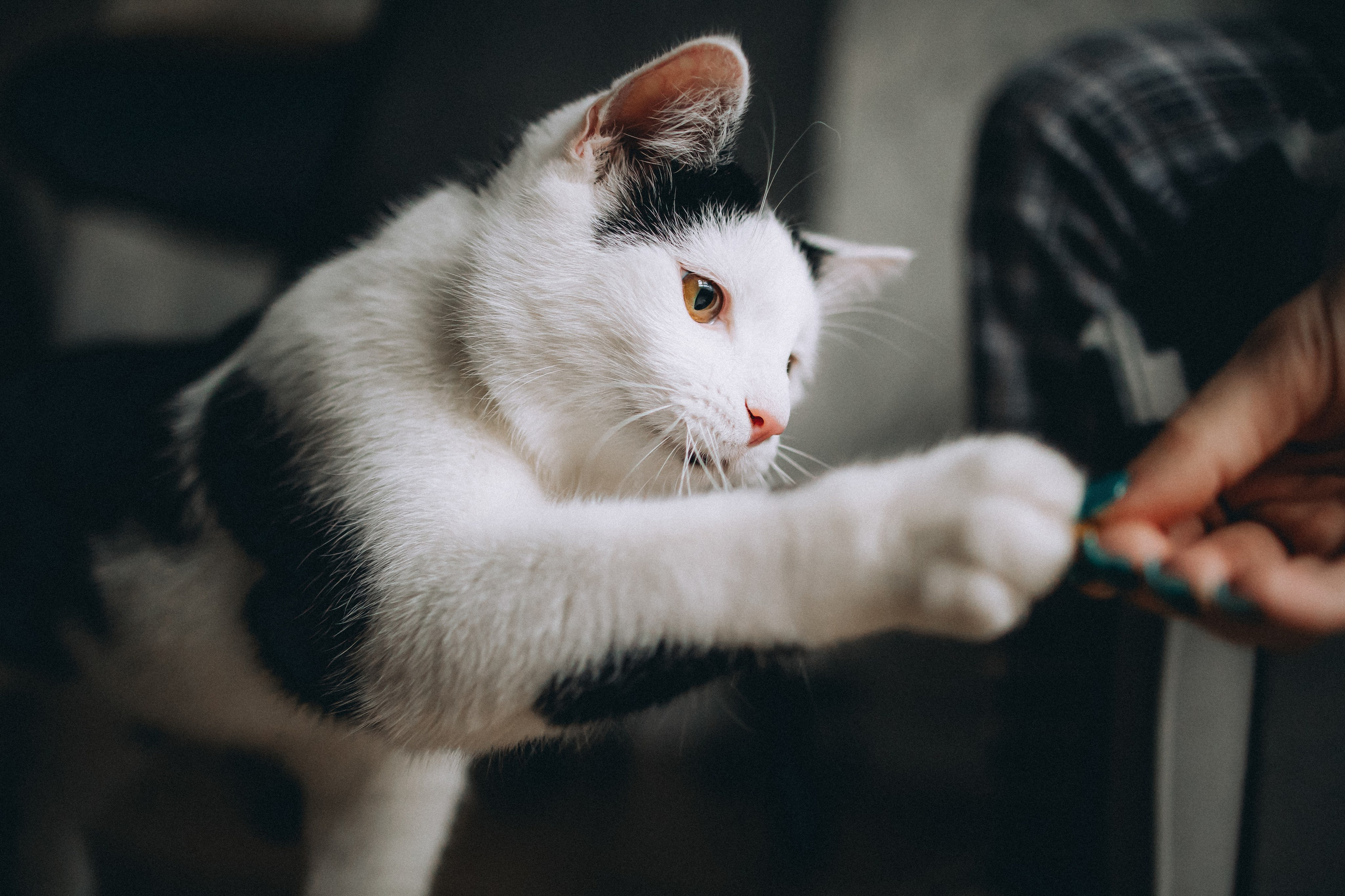 Рыся, Кепа и их семья