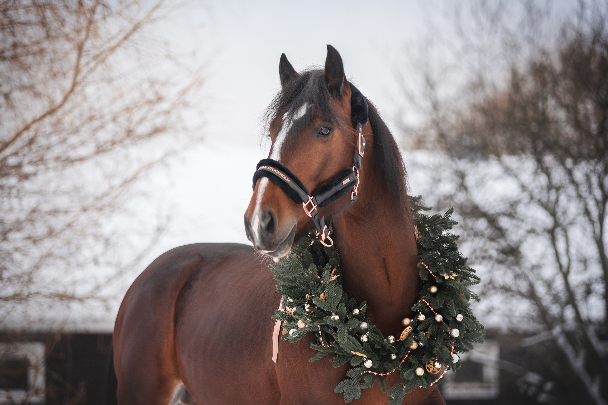 Новогодний Волконский. Конный фотограф Куракина Дарья • Фотосессии с лошадьми