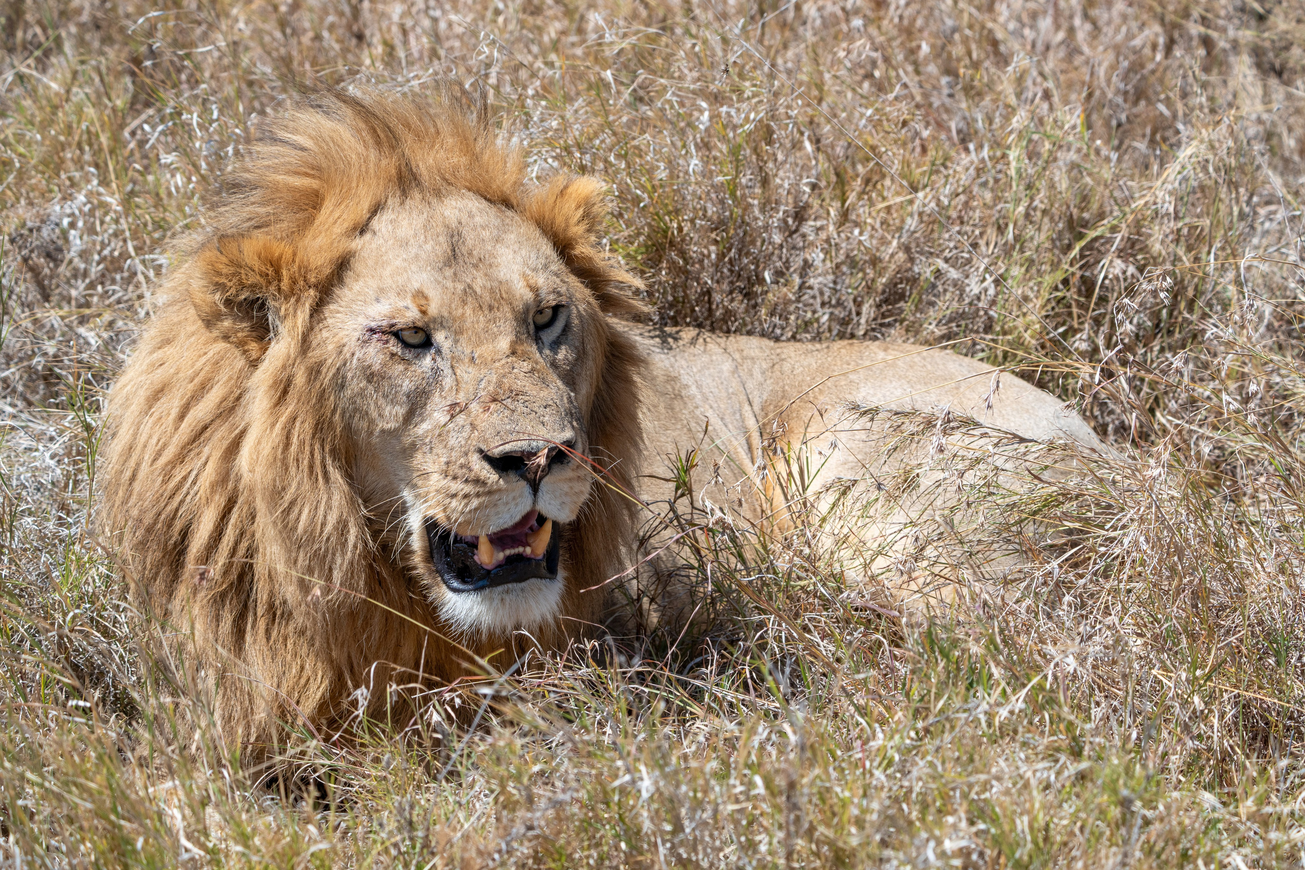 Танзания, сафари, 2025. Творческие сьемки