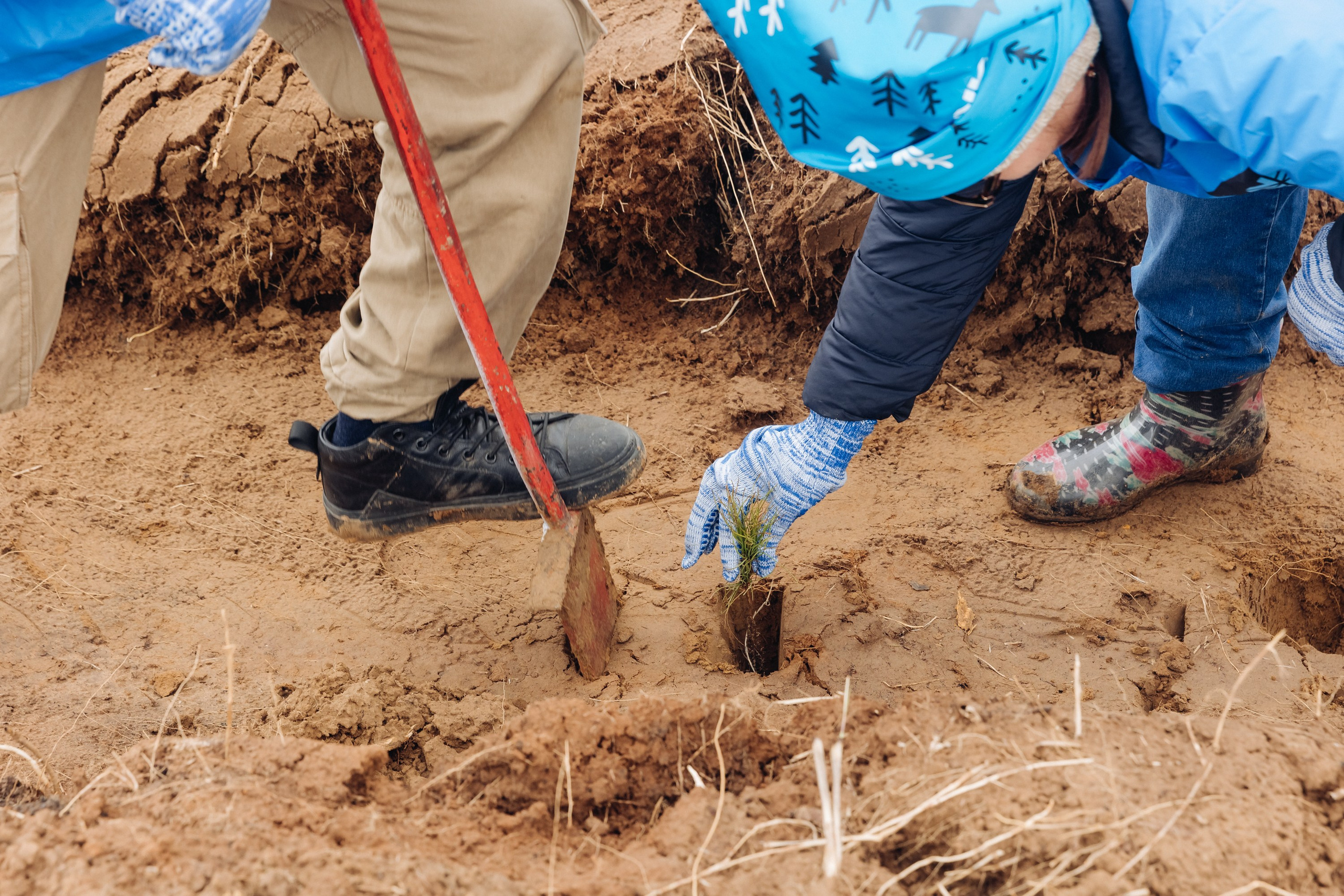 Siberian wellness. Ежегодная акция по посадке деревьев. Свадебный и семейный фотограф в Улан-Удэ