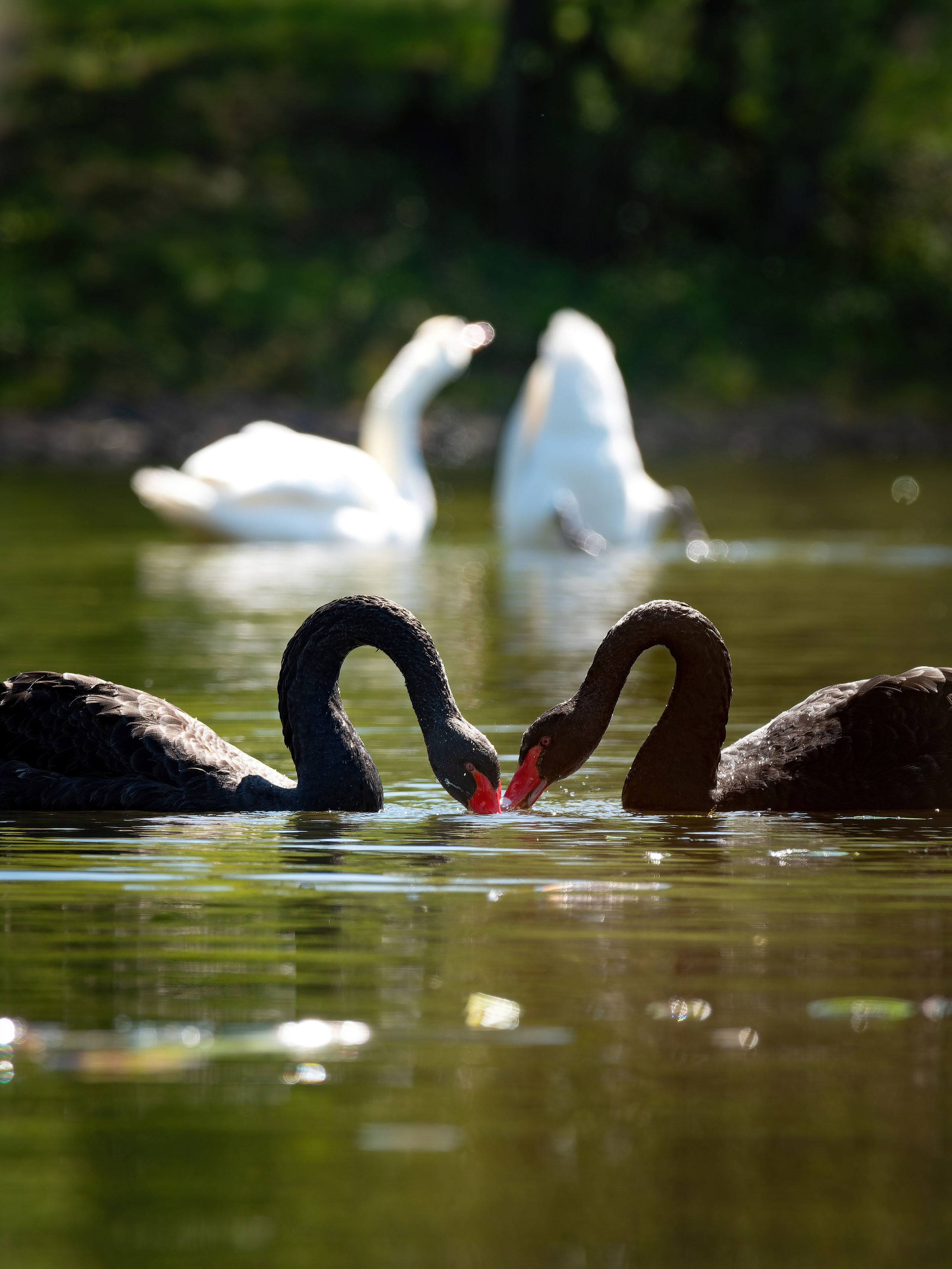 Птицы и животные. Oles Paritskiy