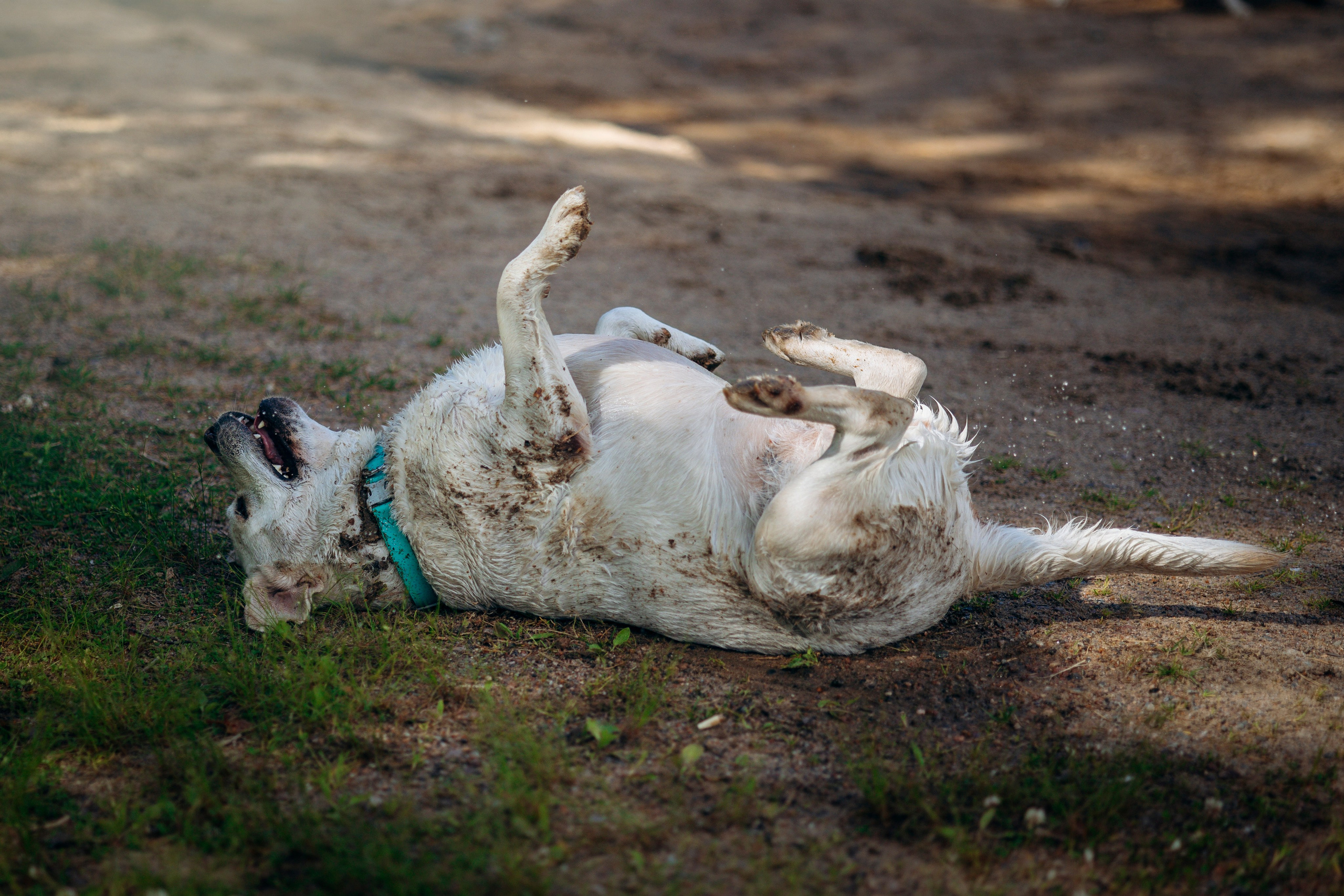 Котофеи и их семья. Фотограф — Анималист | Санкт-Петербург