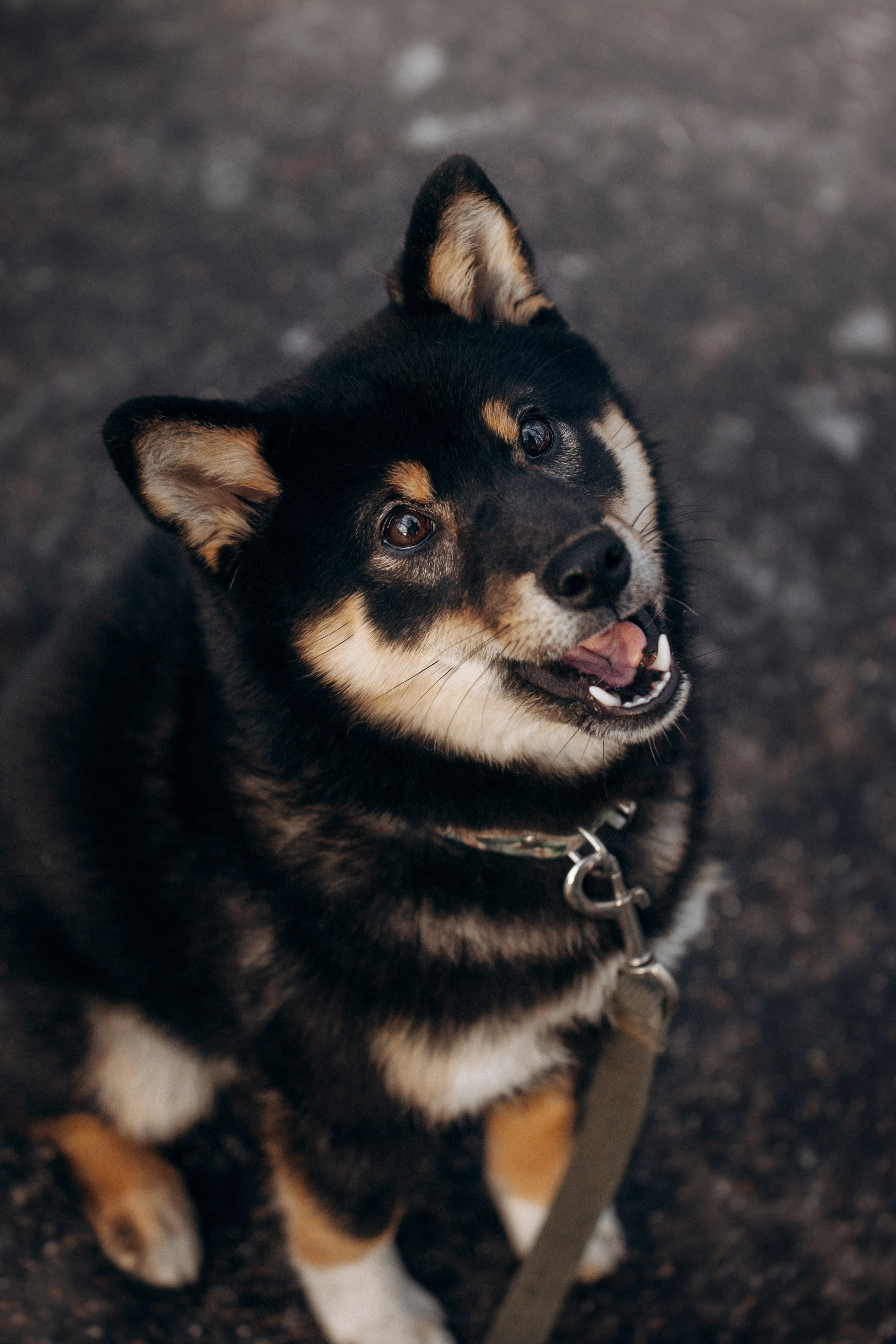 Дарья и Мики. Фотограф — Анималист | Санкт-Петербург