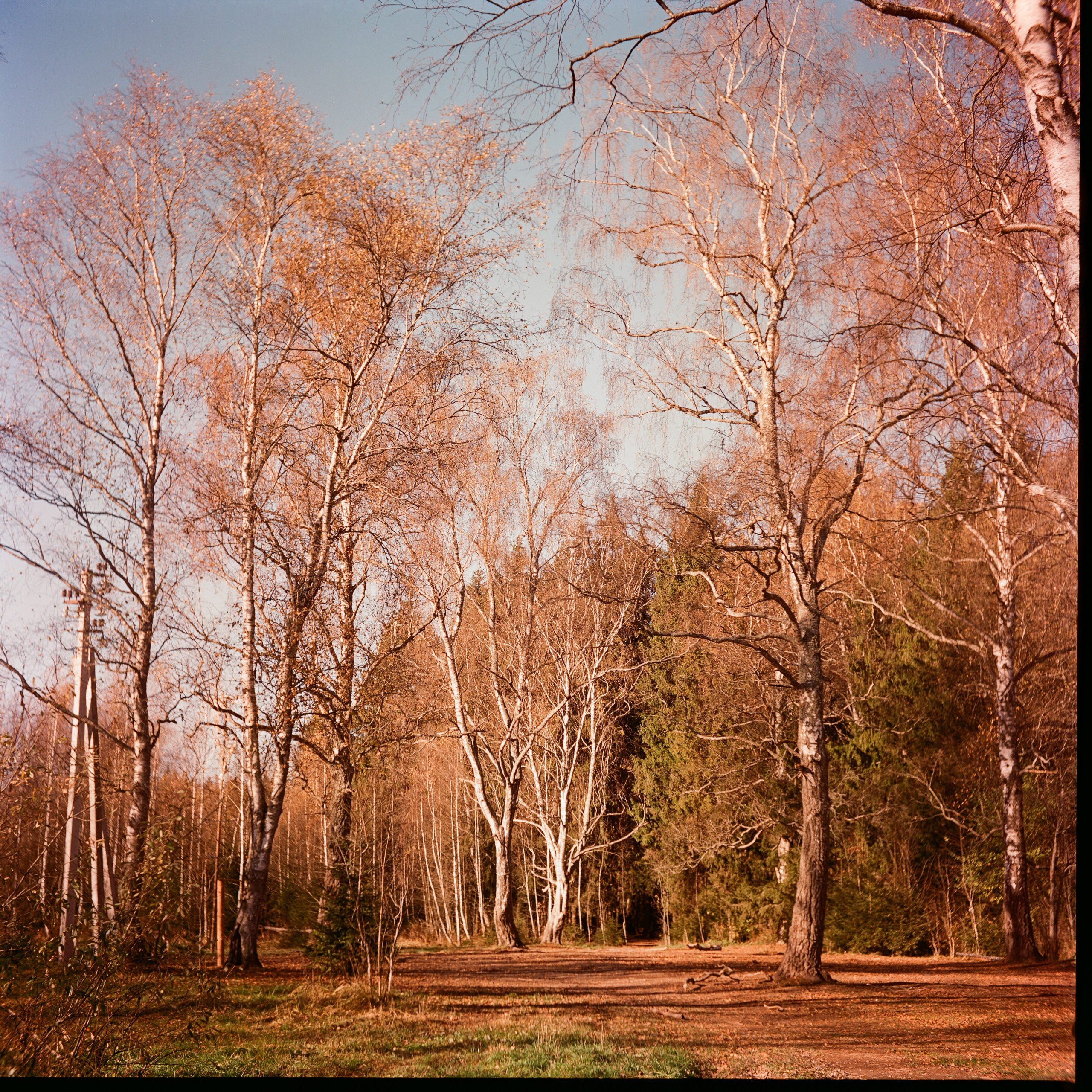 Yashica 635 / Kodak Aerocolor IV / октябрь 2024 года Лукино