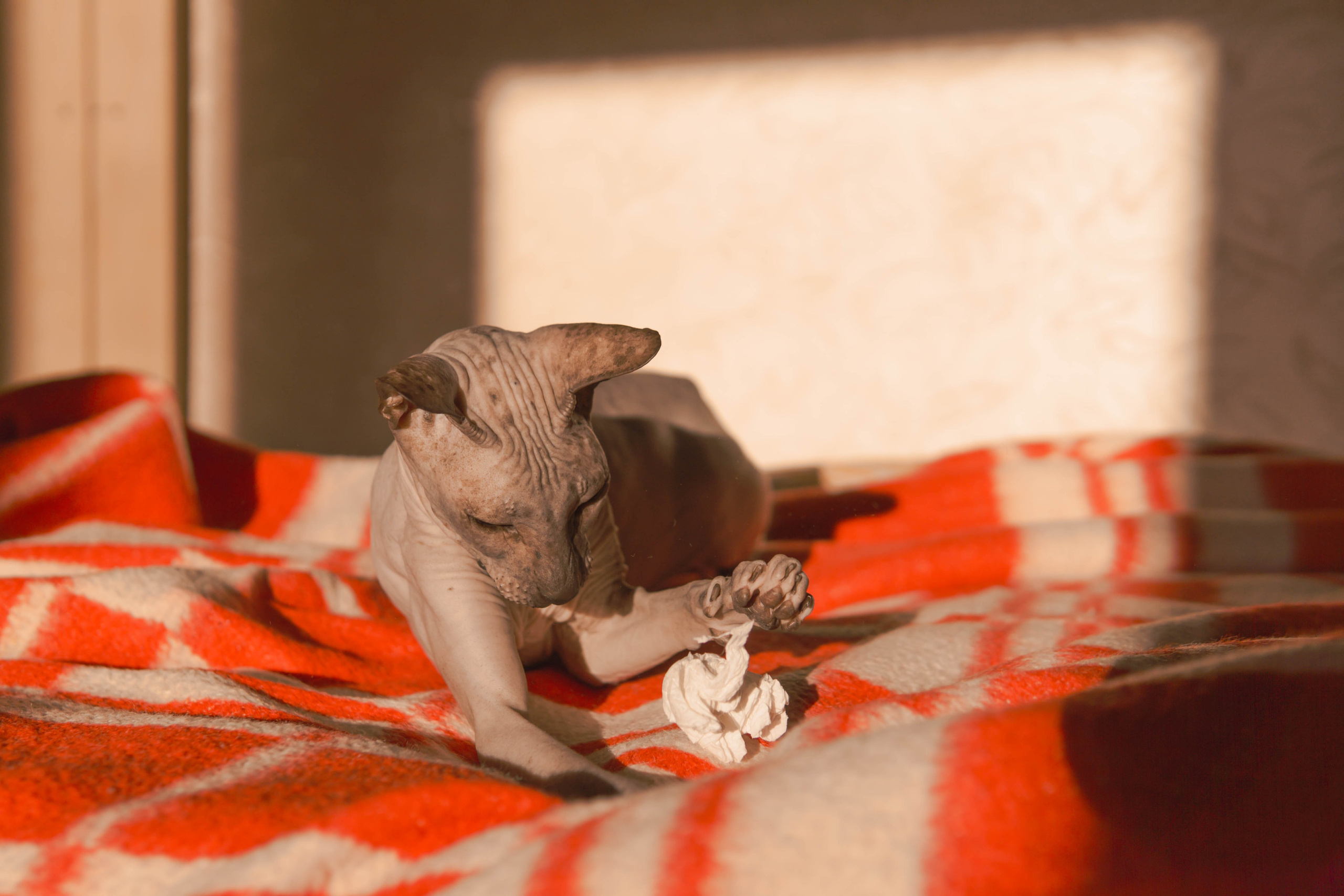 Бандит. Фотограф-анималист Ксения Воробьева, Москва