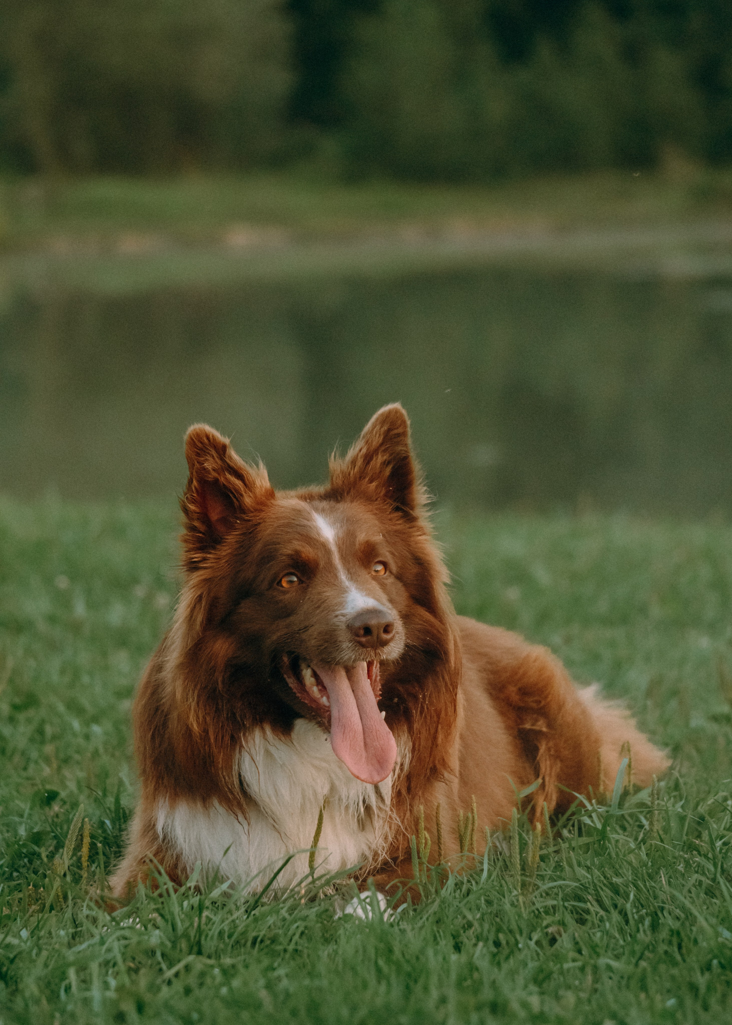 Виолетта, Лила и Питер. Фотограф-анималист Ксения Воробьева, Москва