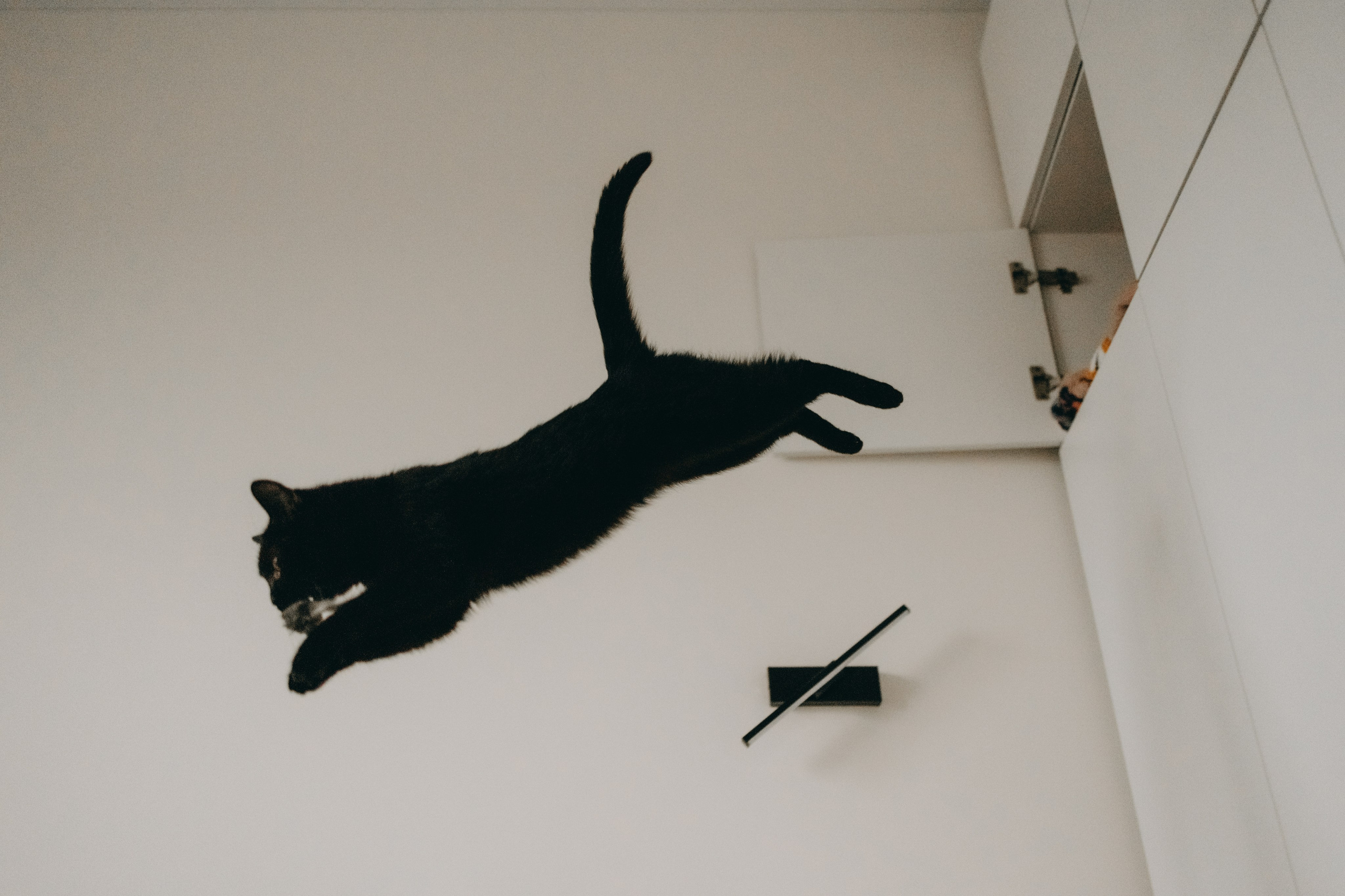 Настя, Никита и их Гром и Мяу. Фотограф — Анималист | Санкт-Петербург