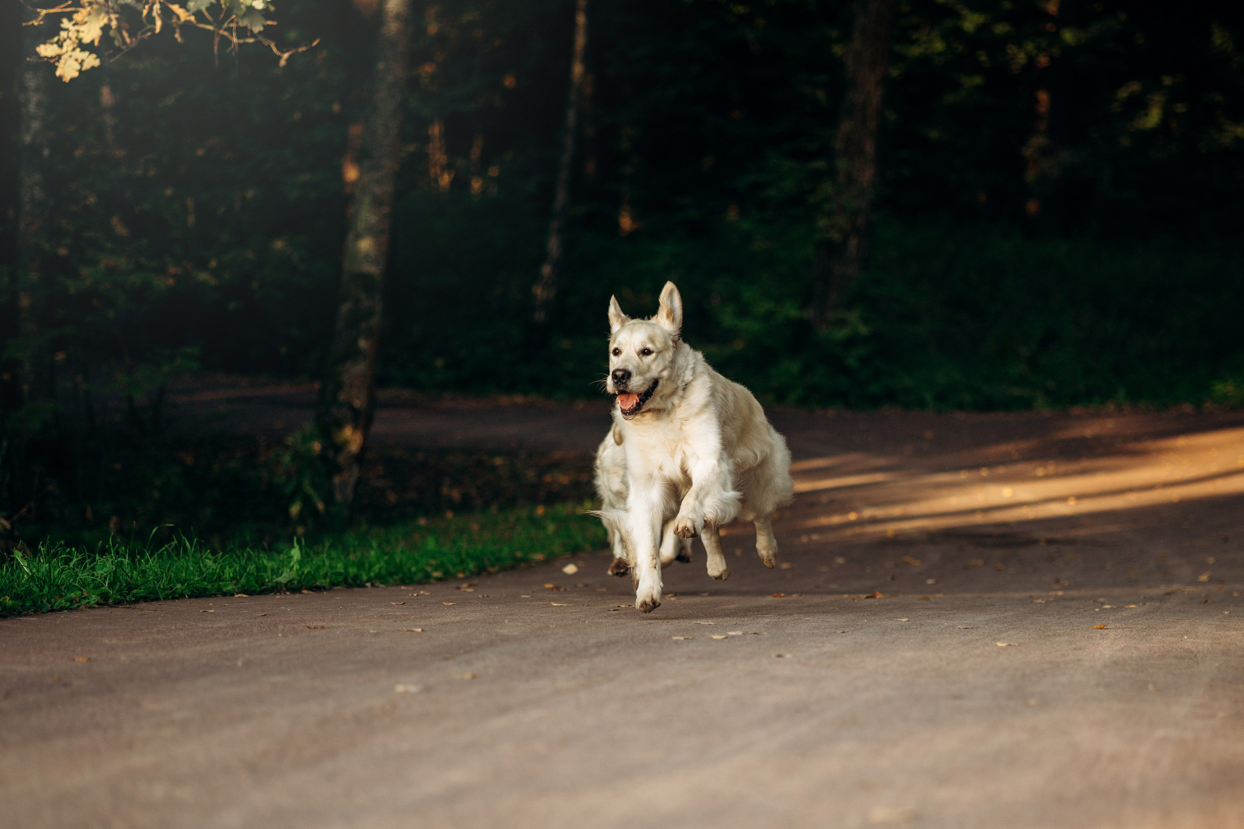 Ирина и ее золотинки. Фотограф — Анималист | Санкт-Петербург