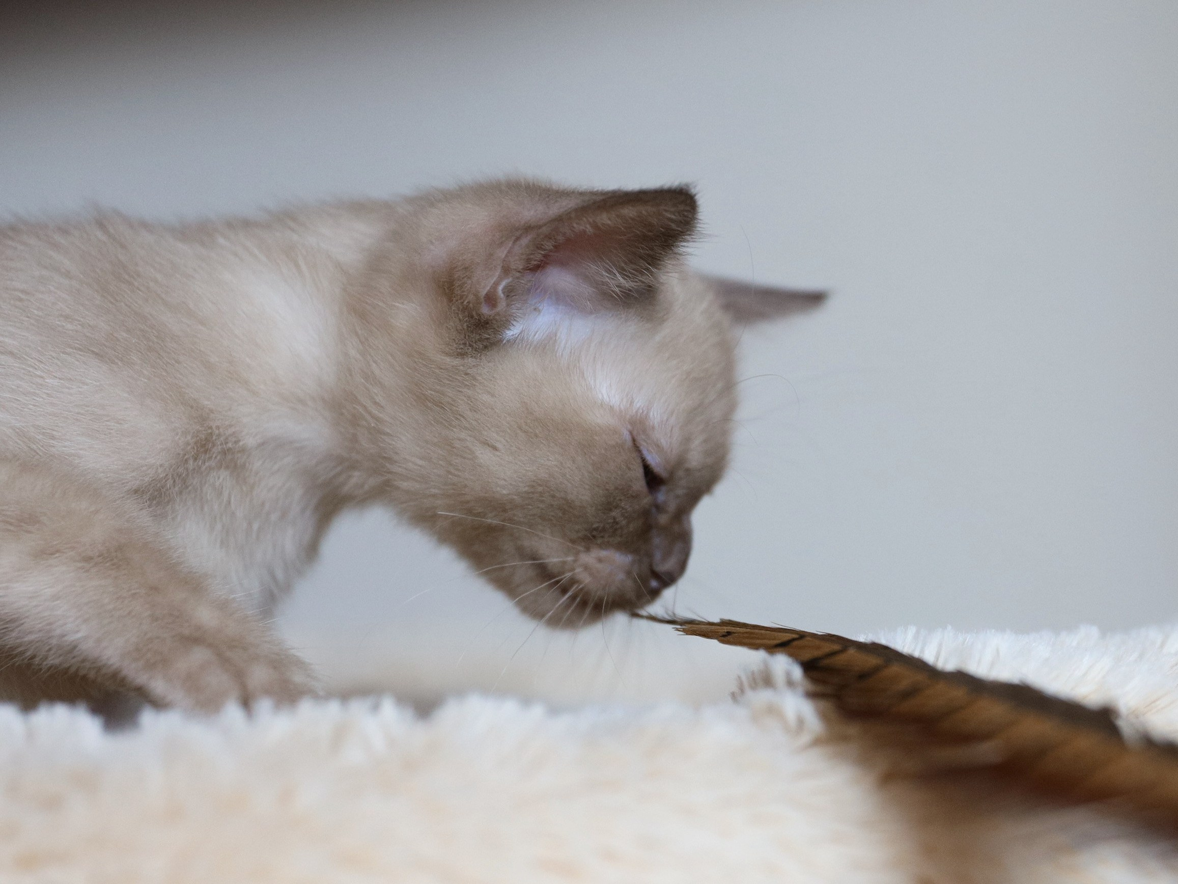 Caesar. Питомник «Bouncy Life»