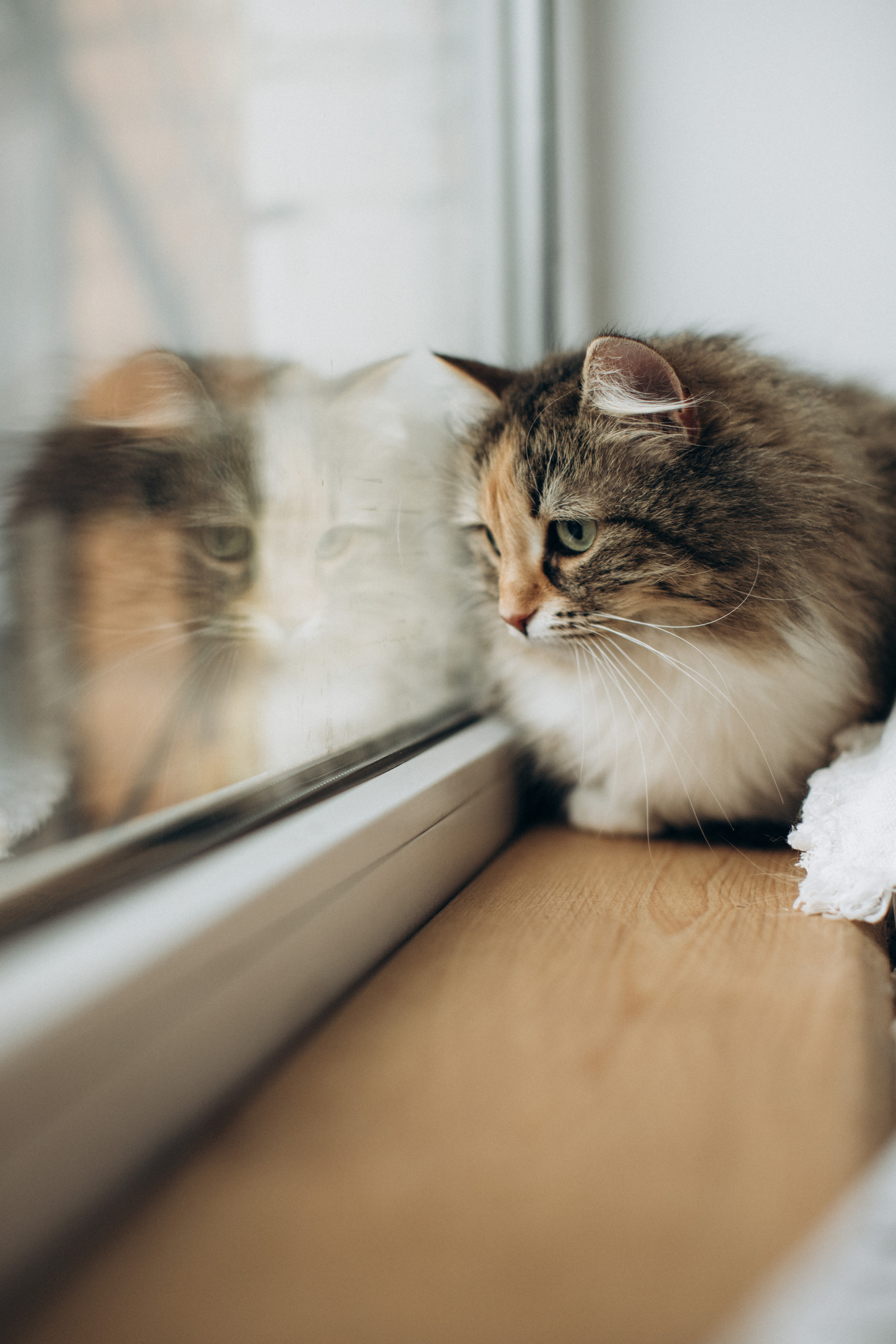 Куба и ее семья. Фотограф — Анималист | Санкт-Петербург