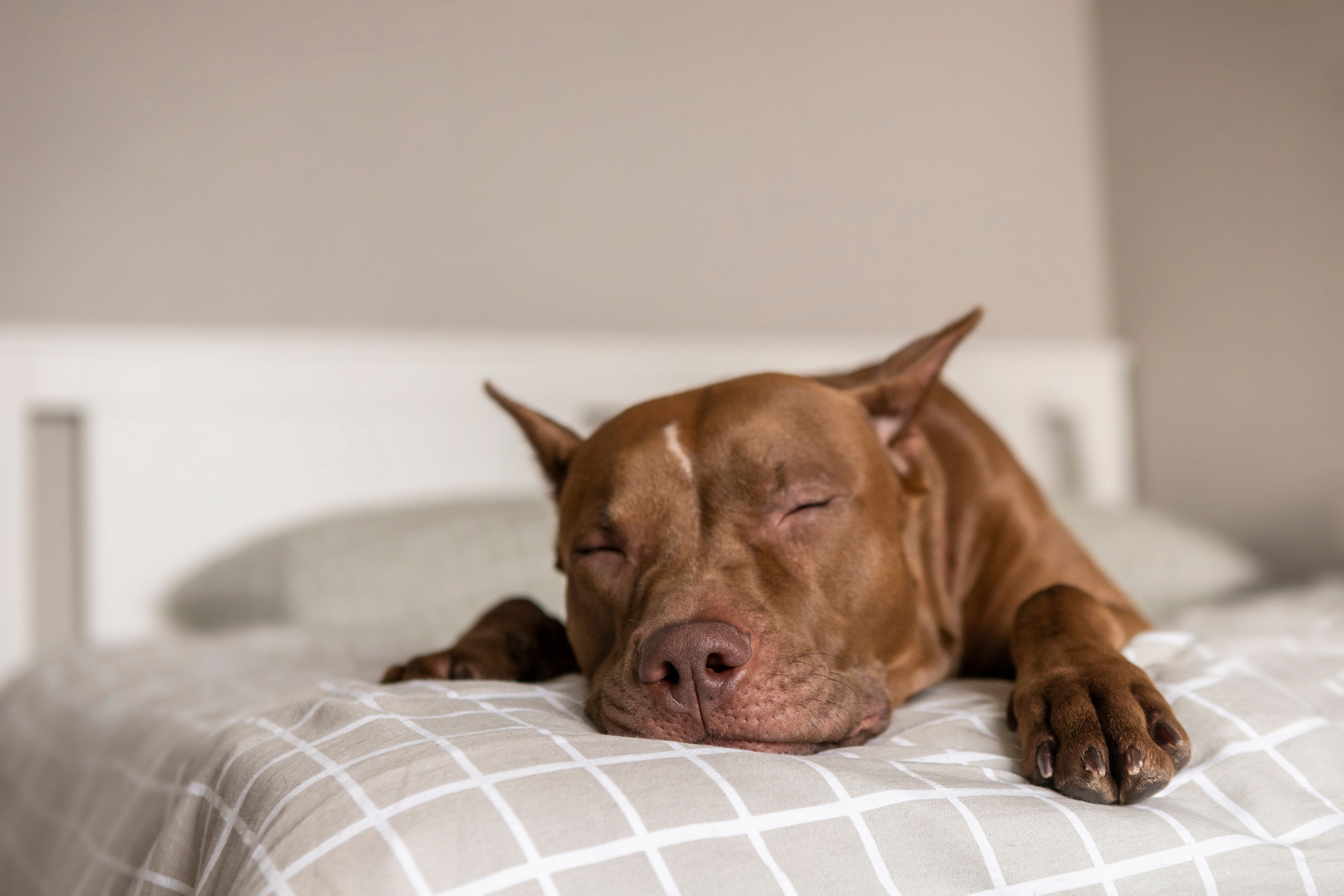 Трисс, Настя и Анюта. Фотограф — Анималист | Санкт-Петербург