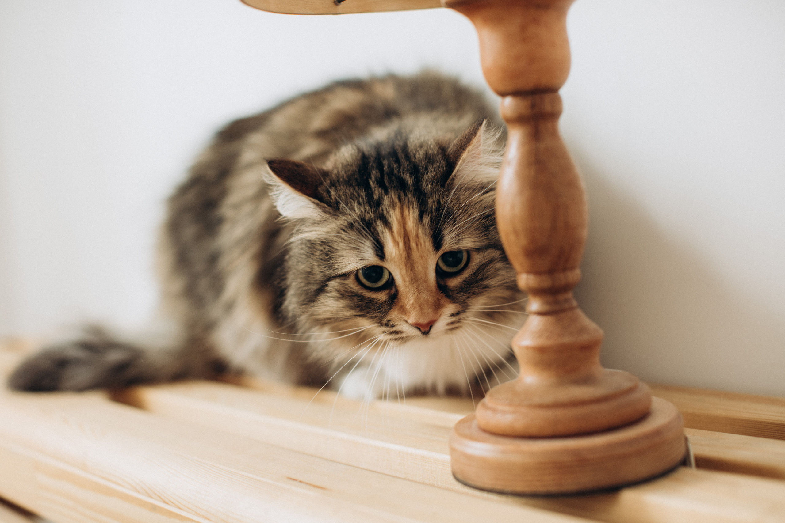 Куба и ее семья. Фотограф — Анималист | Санкт-Петербург