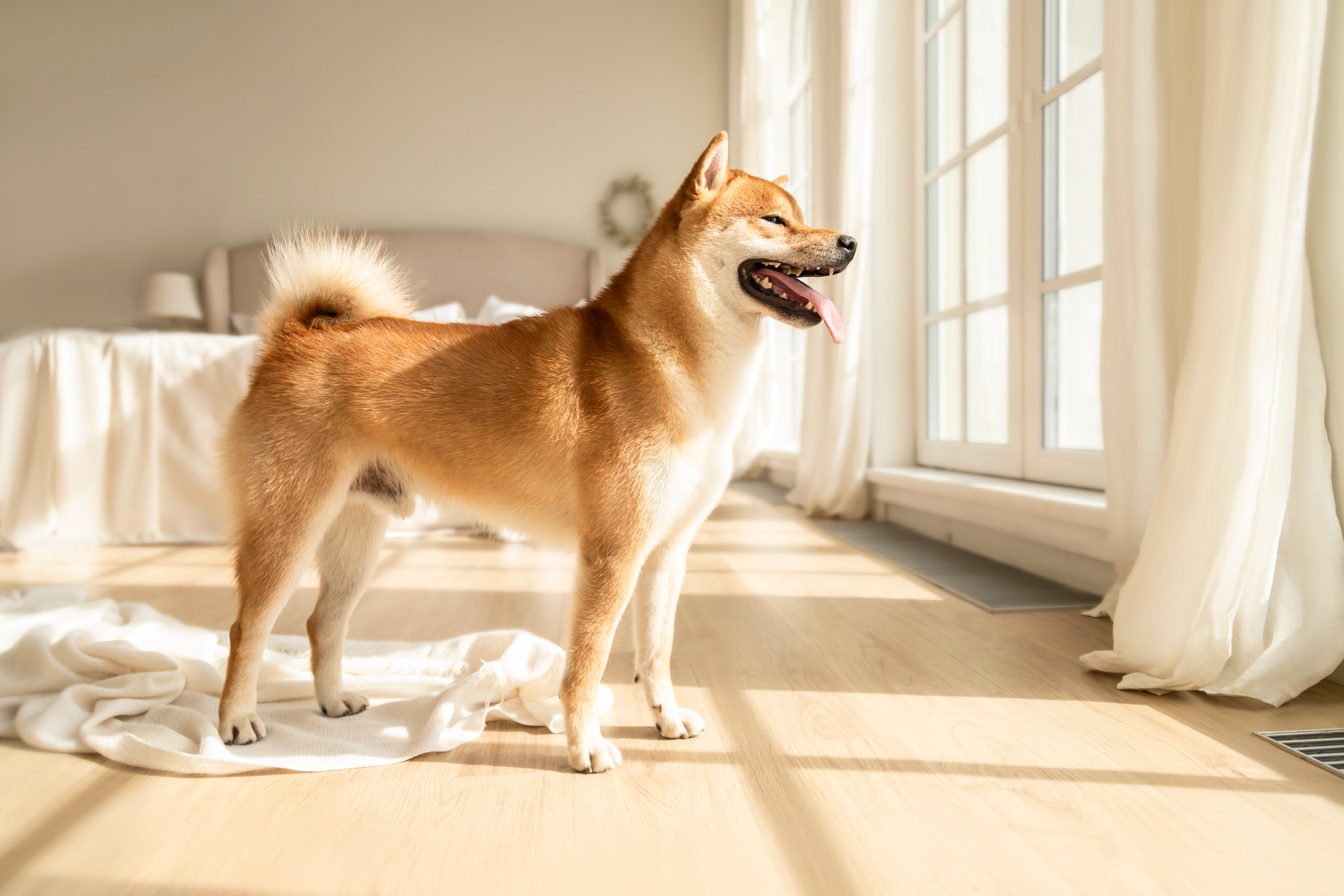Валентина и Арчи. Фотограф — Анималист | Санкт-Петербург