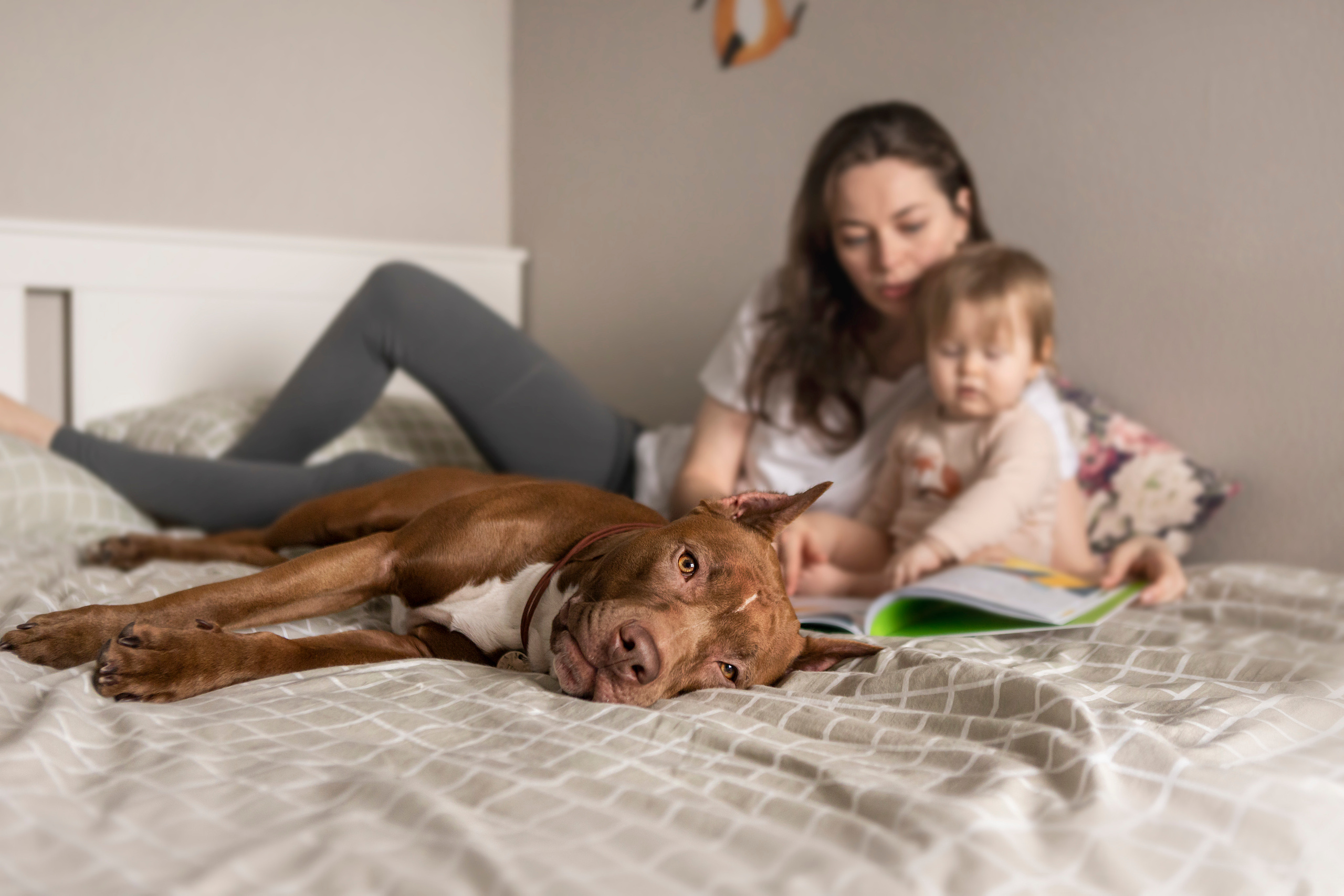 Трисс, Настя и Анюта. Фотограф — Анималист | Санкт-Петербург