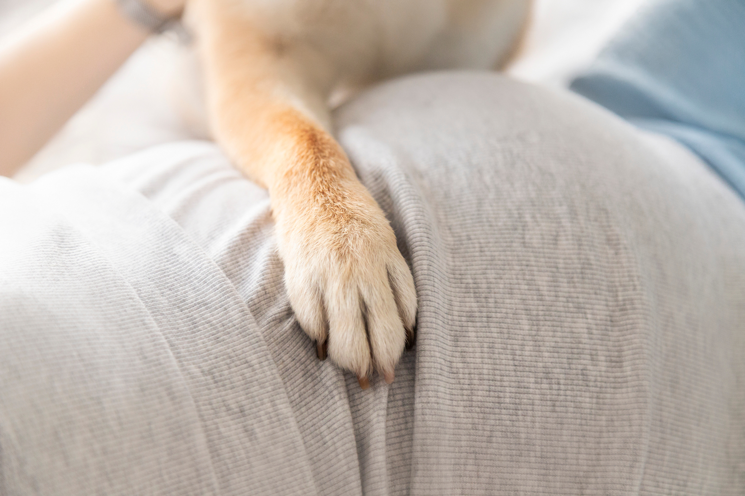 Валентина и Арчи. Фотограф — Анималист | Санкт-Петербург