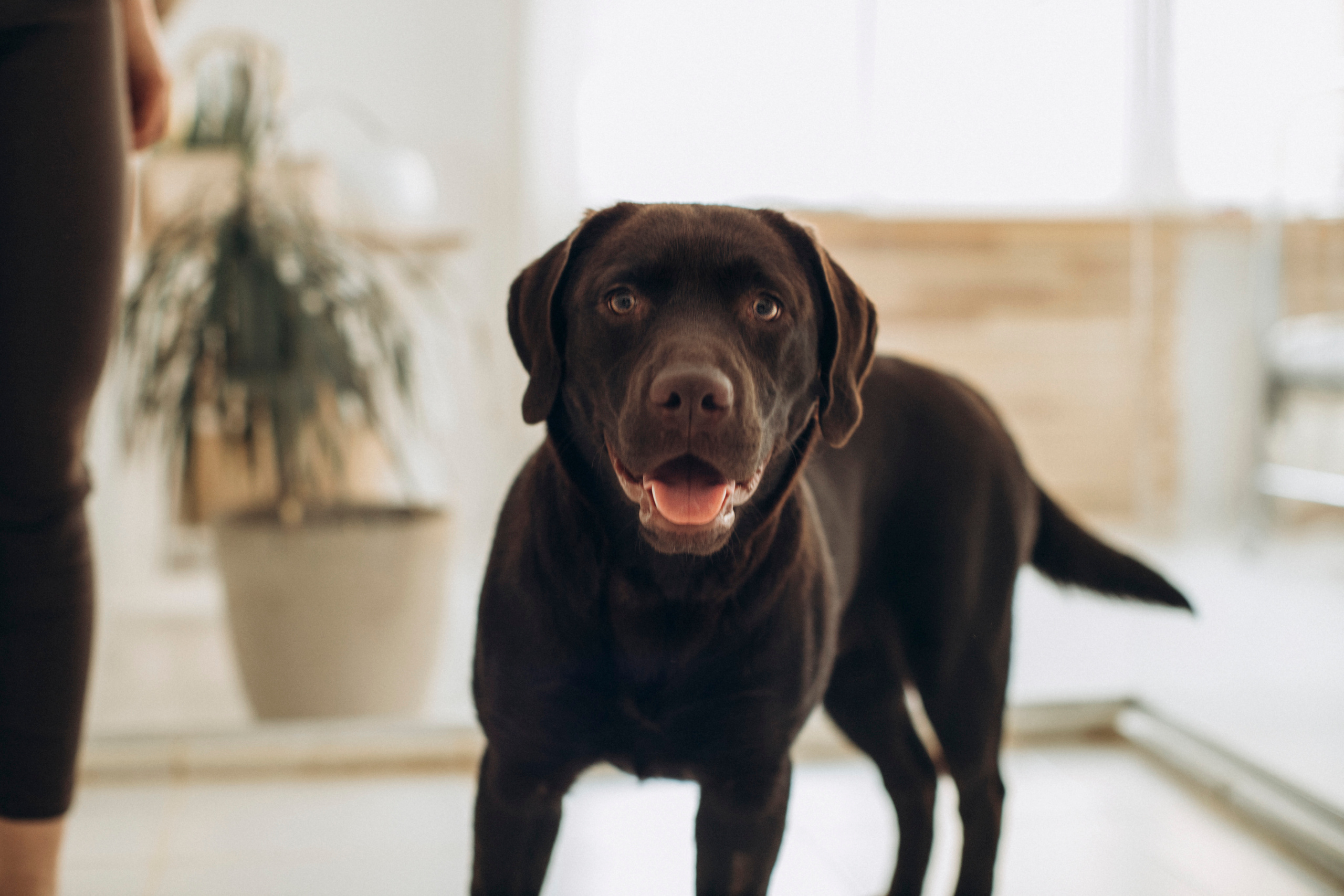 Куба и ее семья. Фотограф — Анималист | Санкт-Петербург