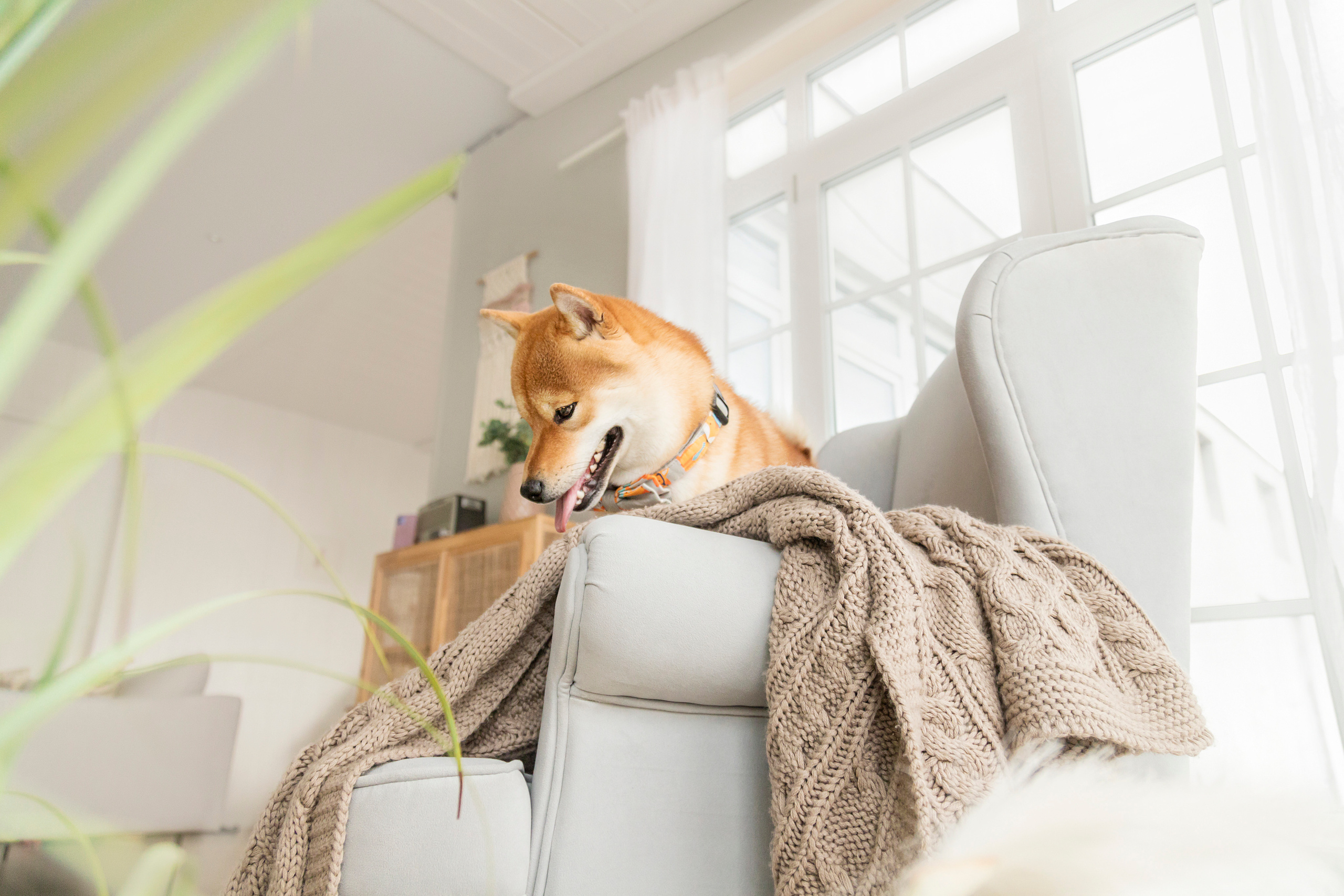 Валентина и Арчи. Фотограф — Анималист | Санкт-Петербург