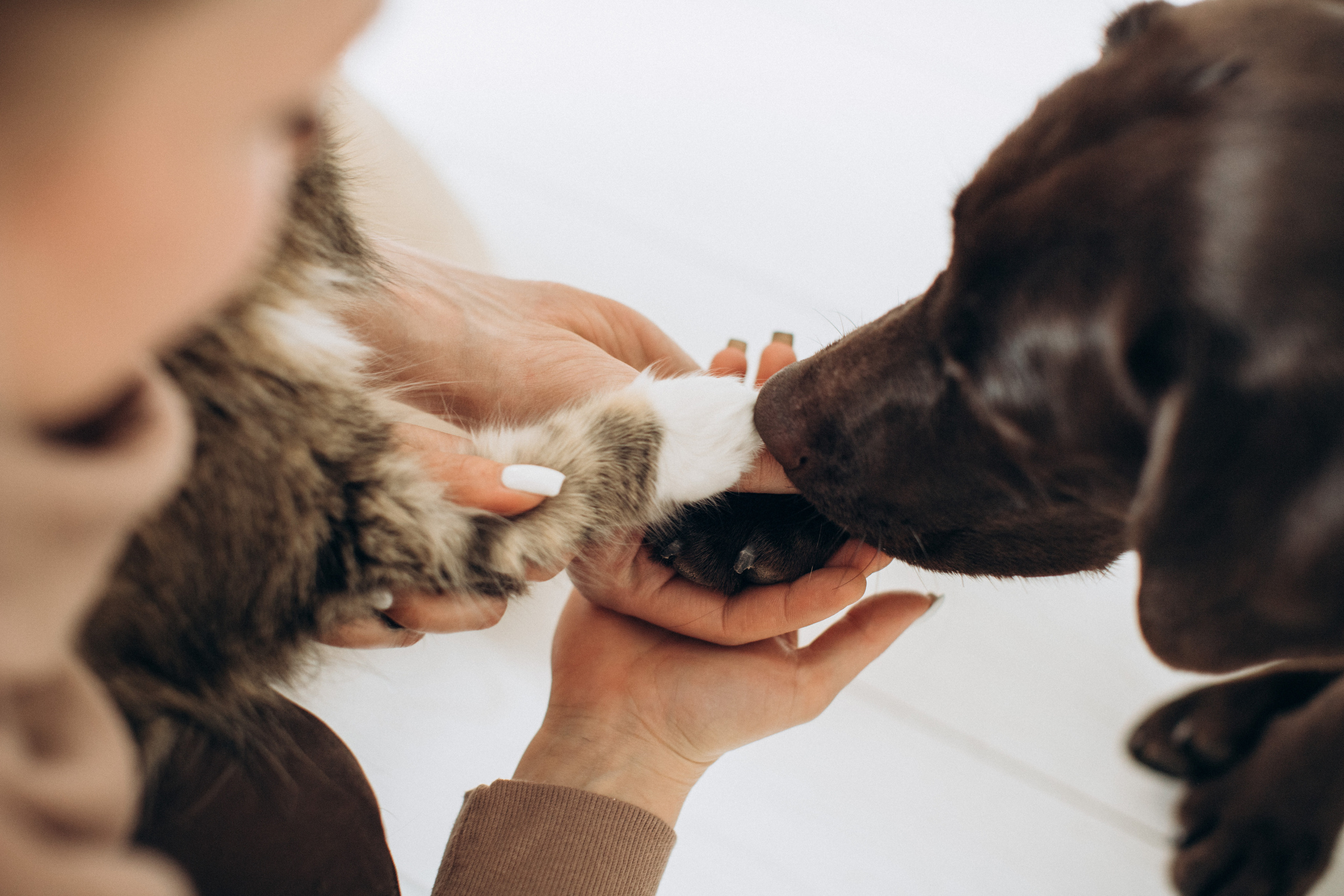 Куба и ее семья. Фотограф — Анималист | Санкт-Петербург