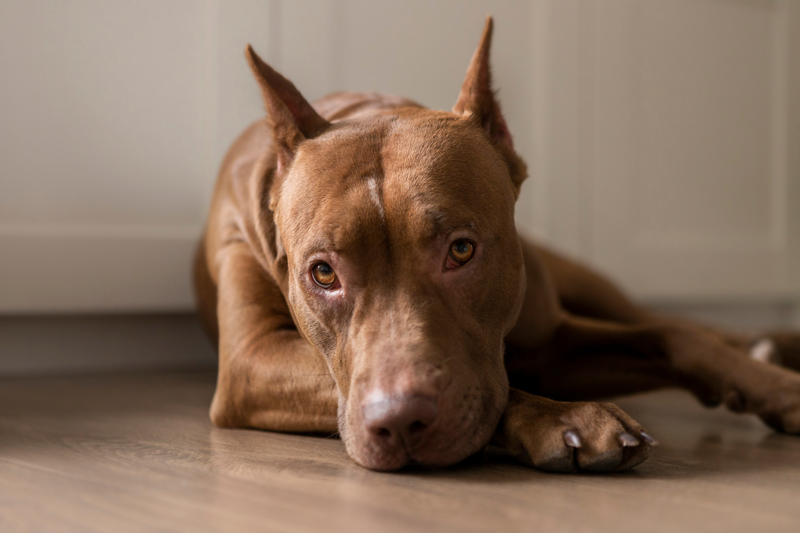 Трисс, Настя и Анюта. Фотограф — Анималист | Санкт-Петербург