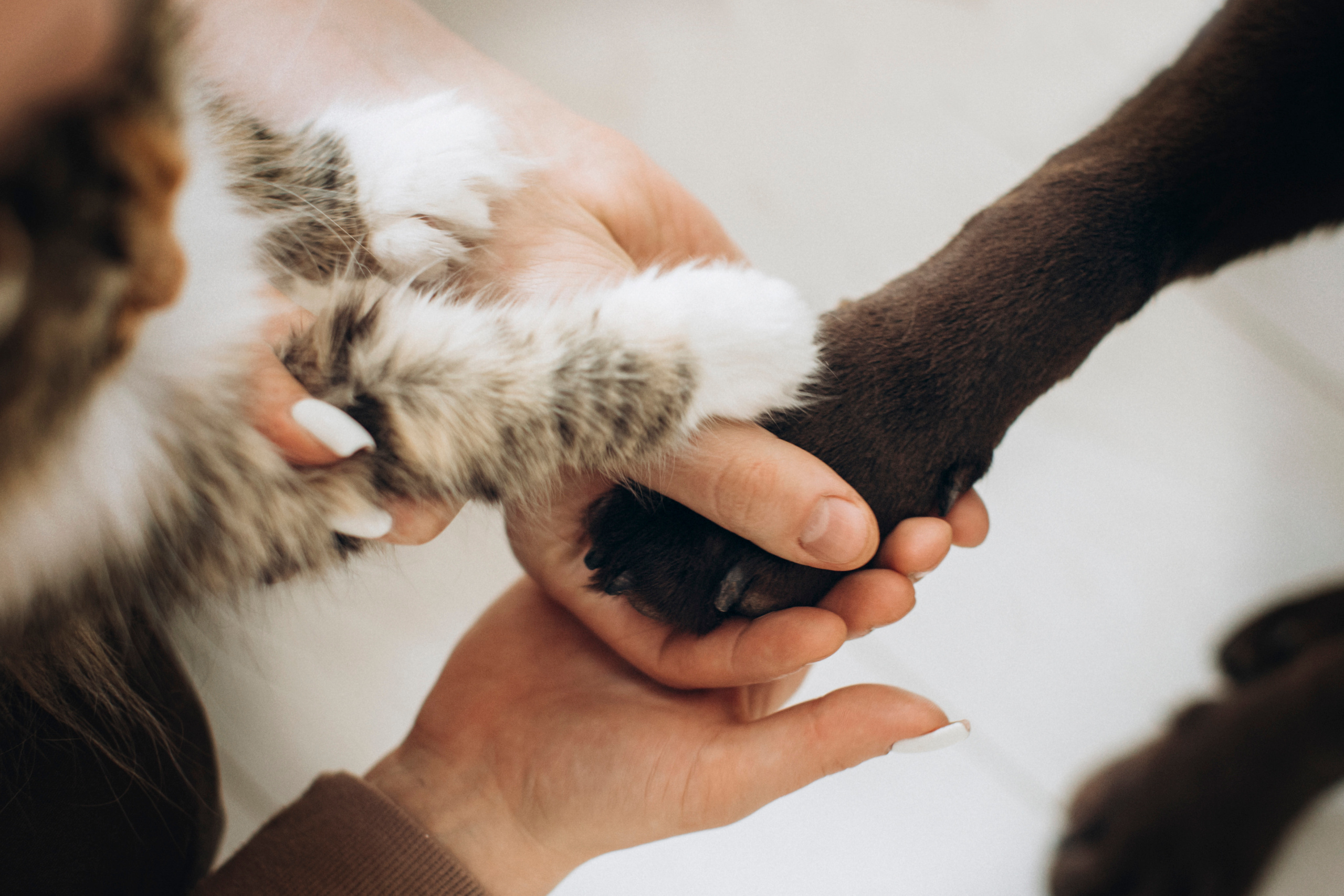 Куба и ее семья. Фотограф — Анималист | Санкт-Петербург