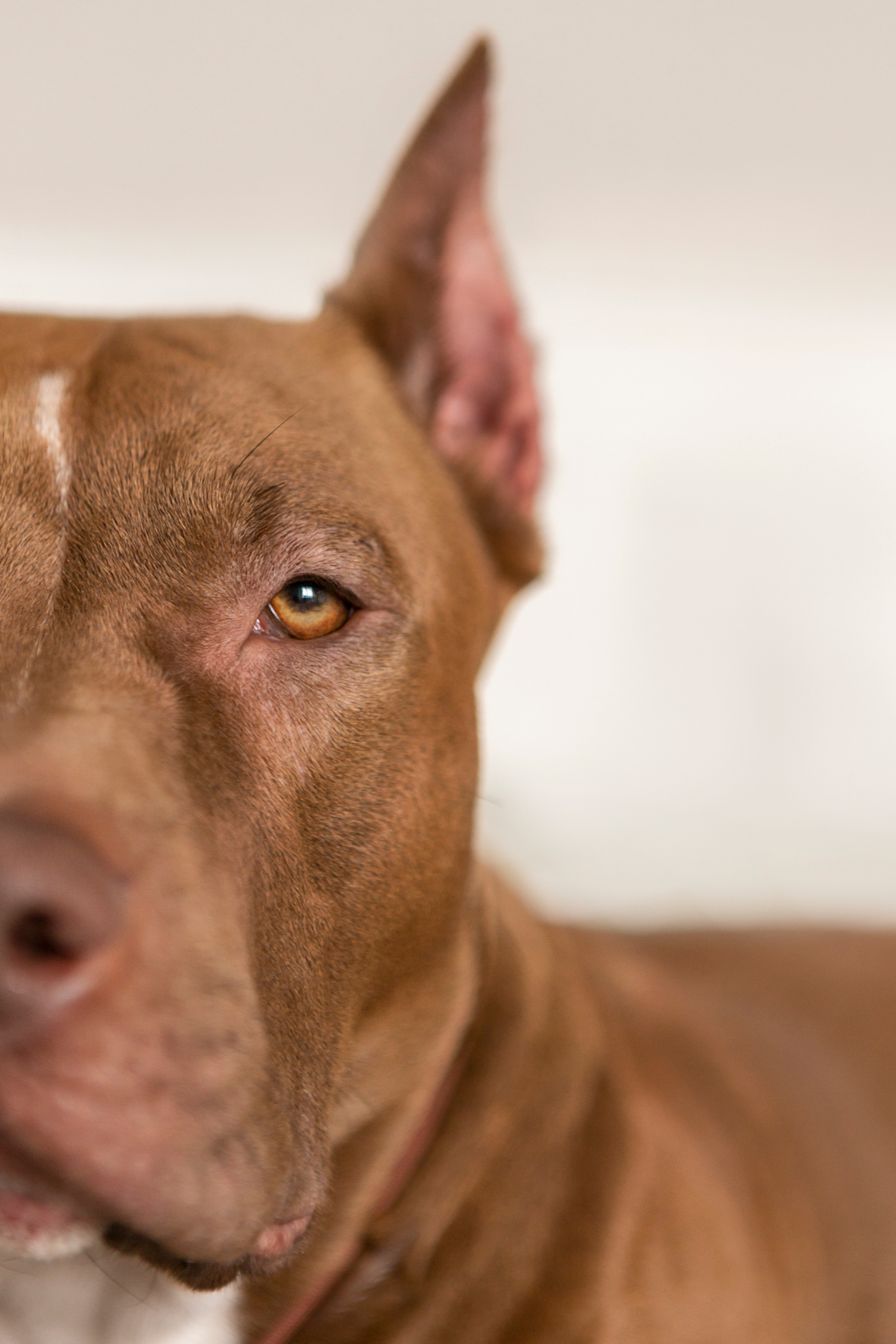 Трисс, Настя и Анюта. Фотограф — Анималист | Санкт-Петербург