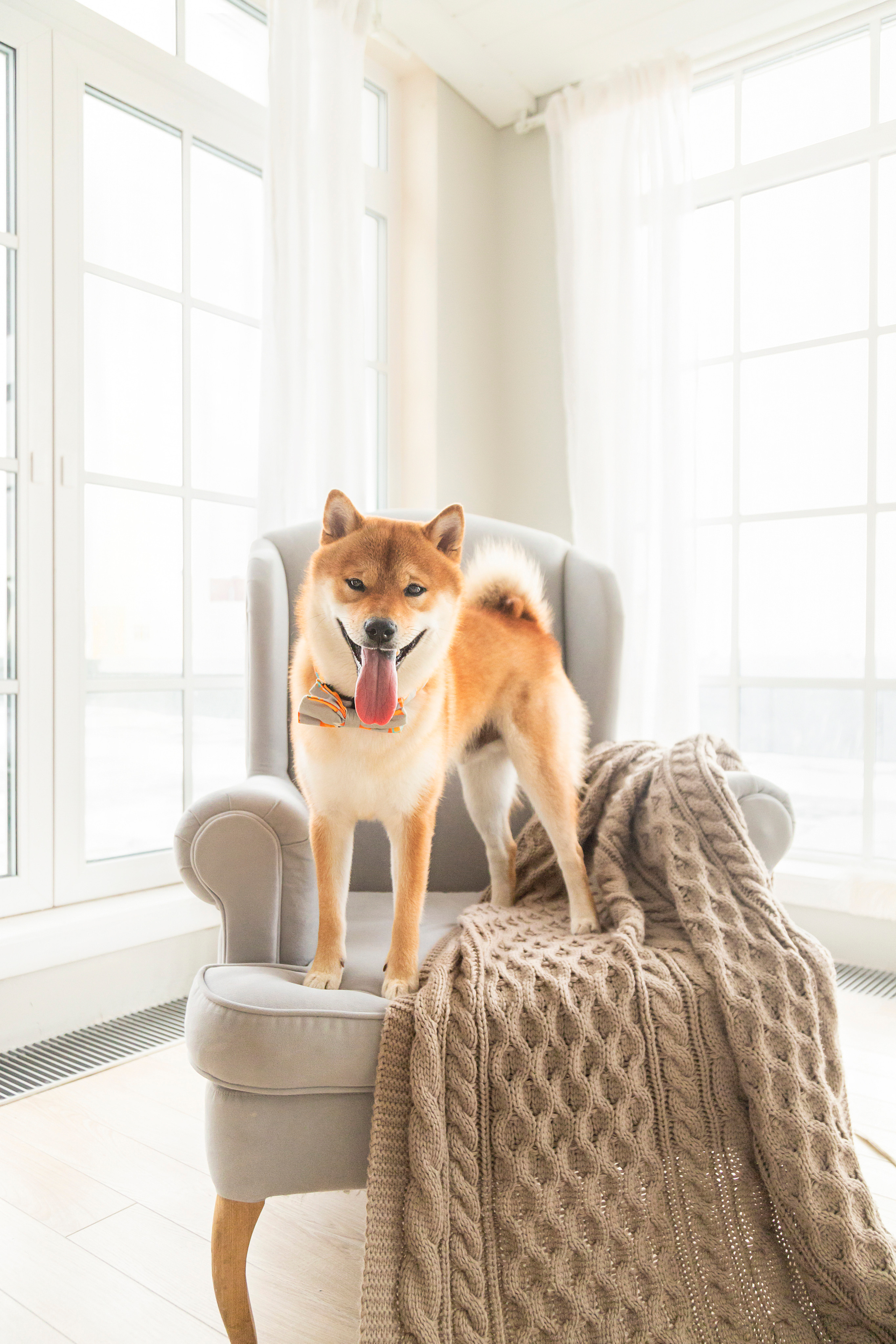 Валентина и Арчи. Фотограф — Анималист | Санкт-Петербург