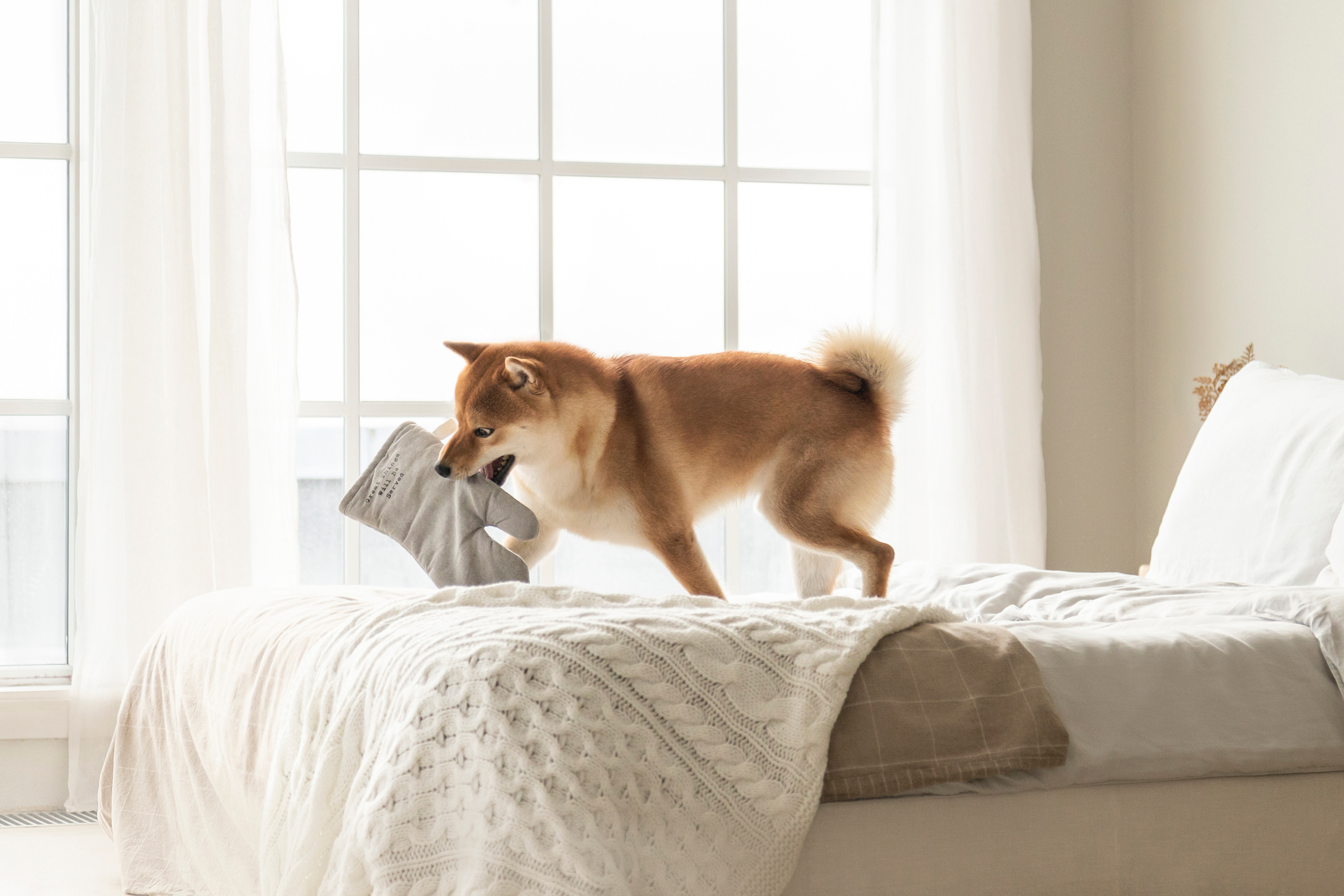 Валентина и Арчи. Фотограф — Анималист | Санкт-Петербург