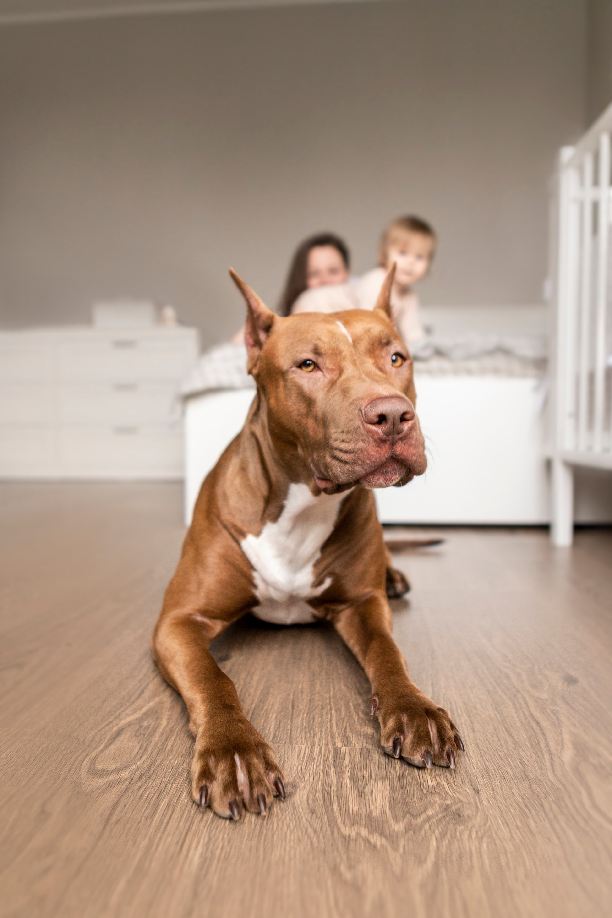 Трисс, Настя и Анюта. Фотограф — Анималист | Санкт-Петербург