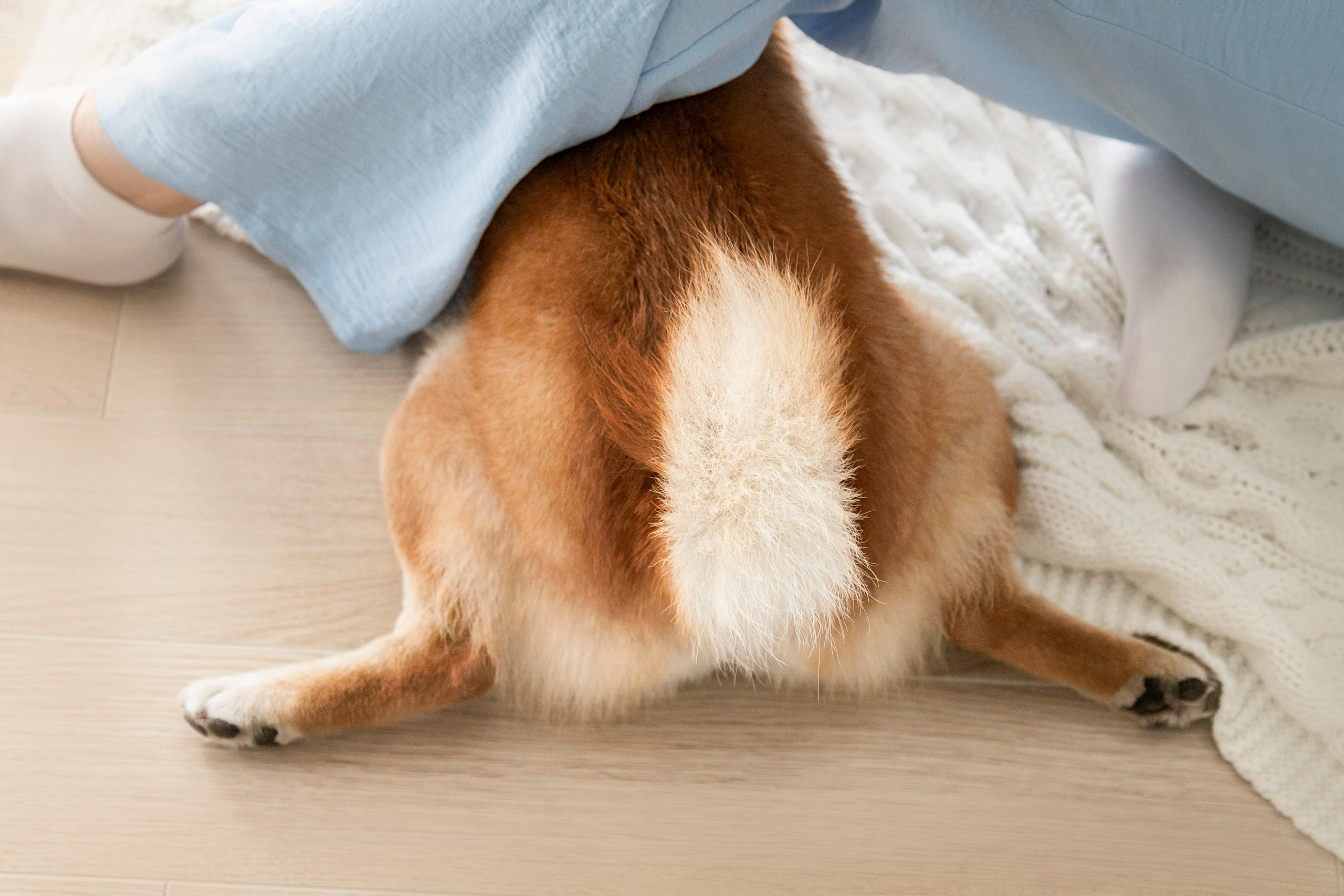 Валентина и Арчи. Фотограф — Анималист | Санкт-Петербург